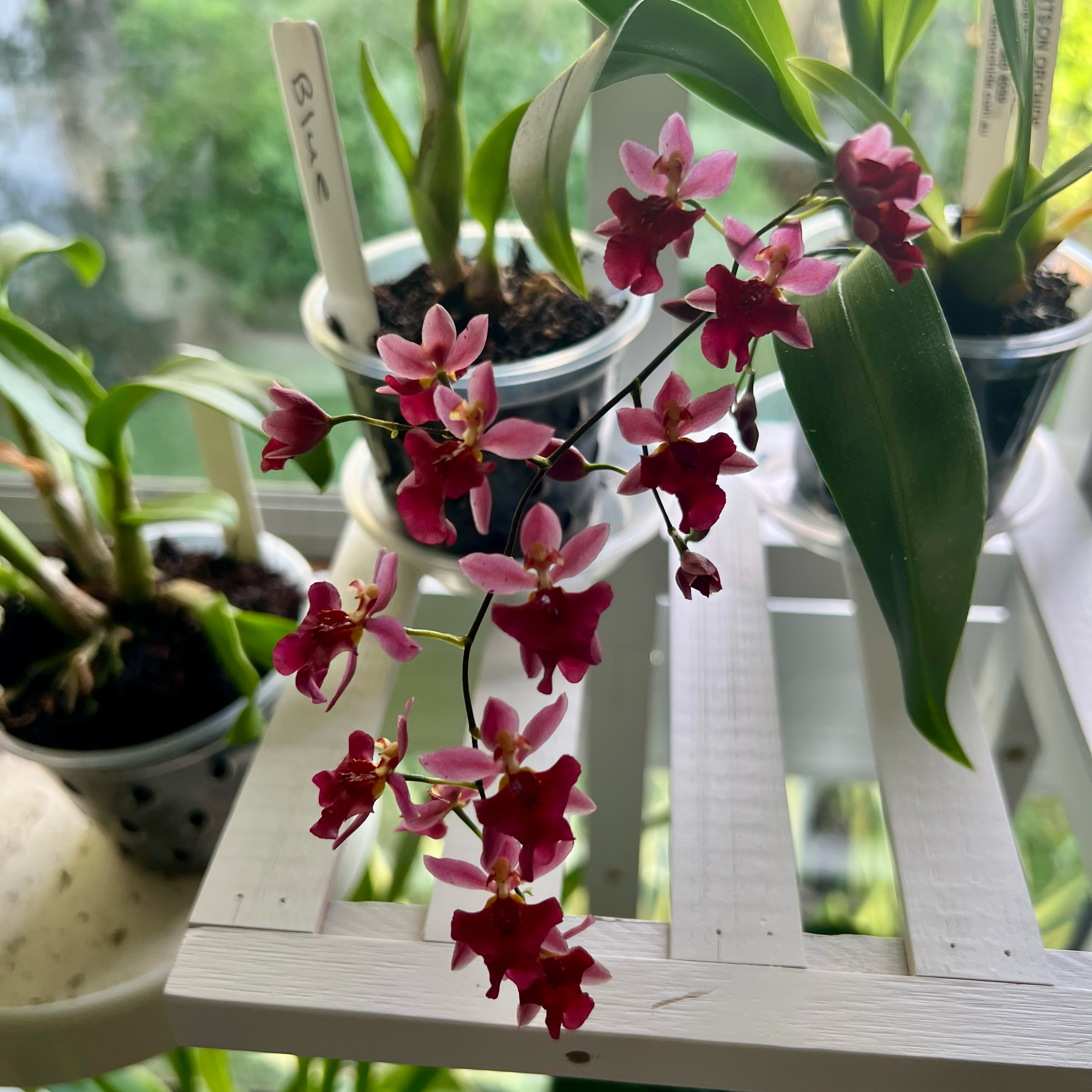 Photo of the plant species Oncidium sharry baby 'Sweet Fragrance' by @LuxuryCapsicum named Possum Woolf on Greg, the plant care app
