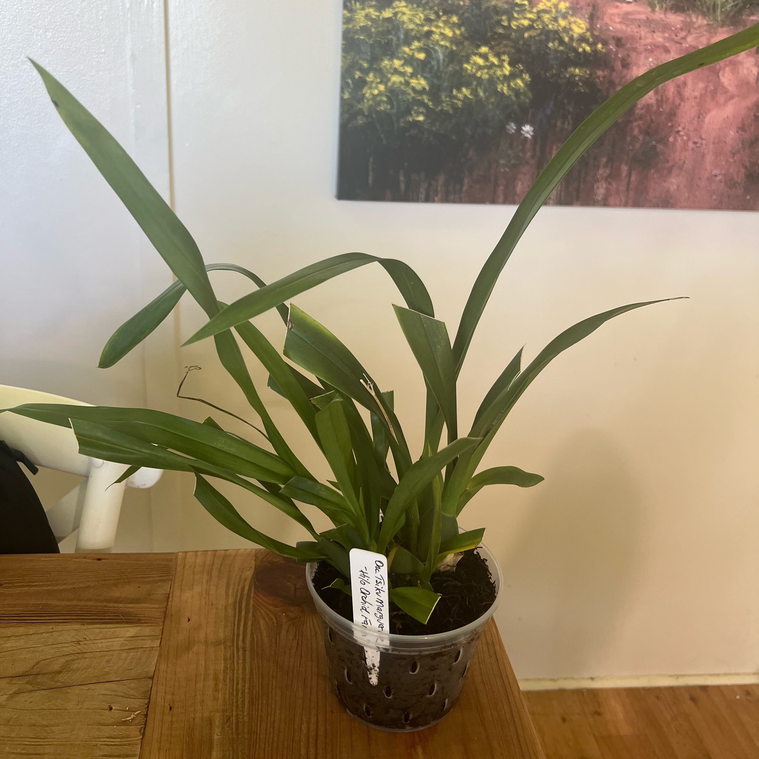 Photo of the plant species Tsiku Marguerite Orchid by @LuxuryCapsicum named Marguerite on Greg, the plant care app