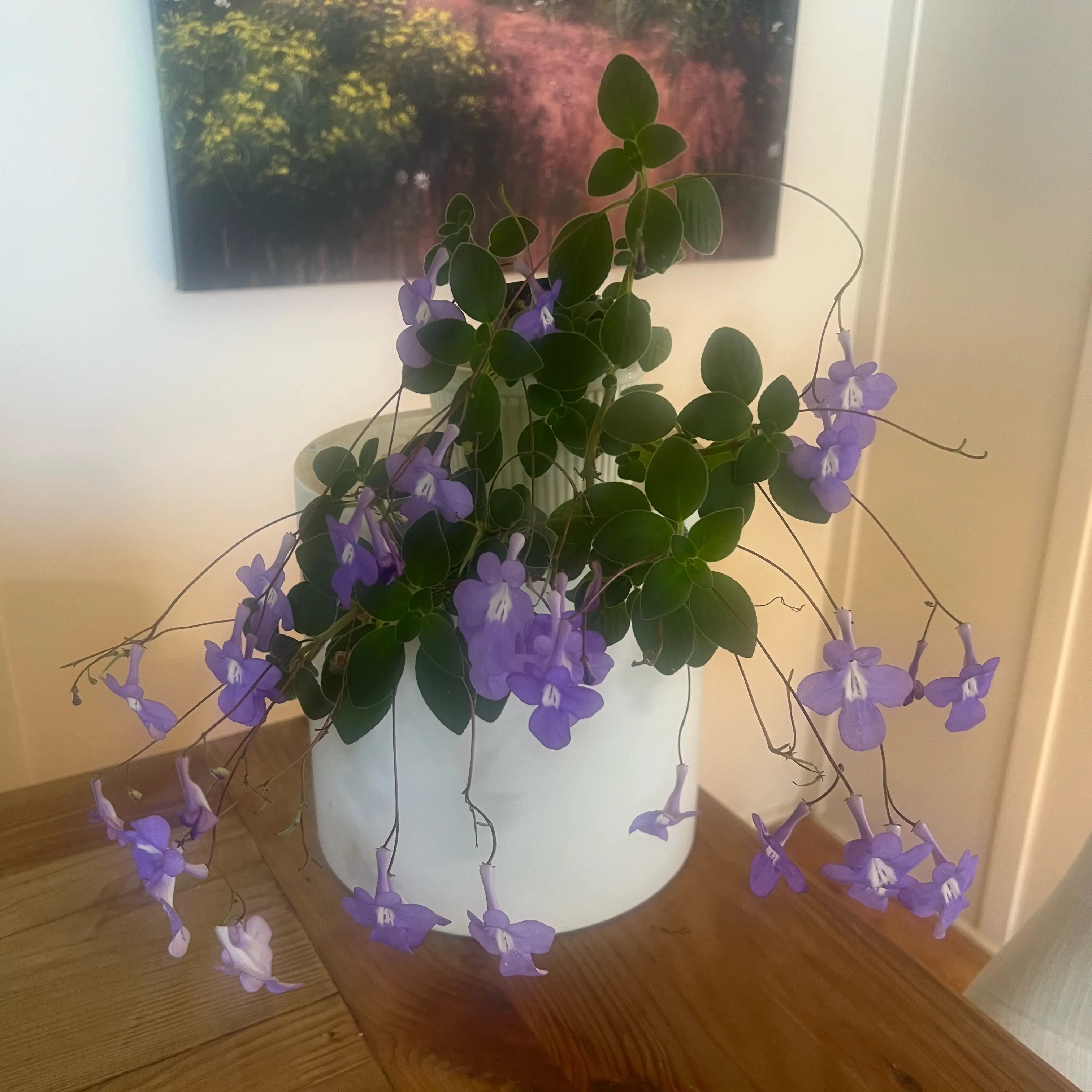 Photo of the plant species Nodding Violet by @LuxuryCapsicum named Violet on Greg, the plant care app