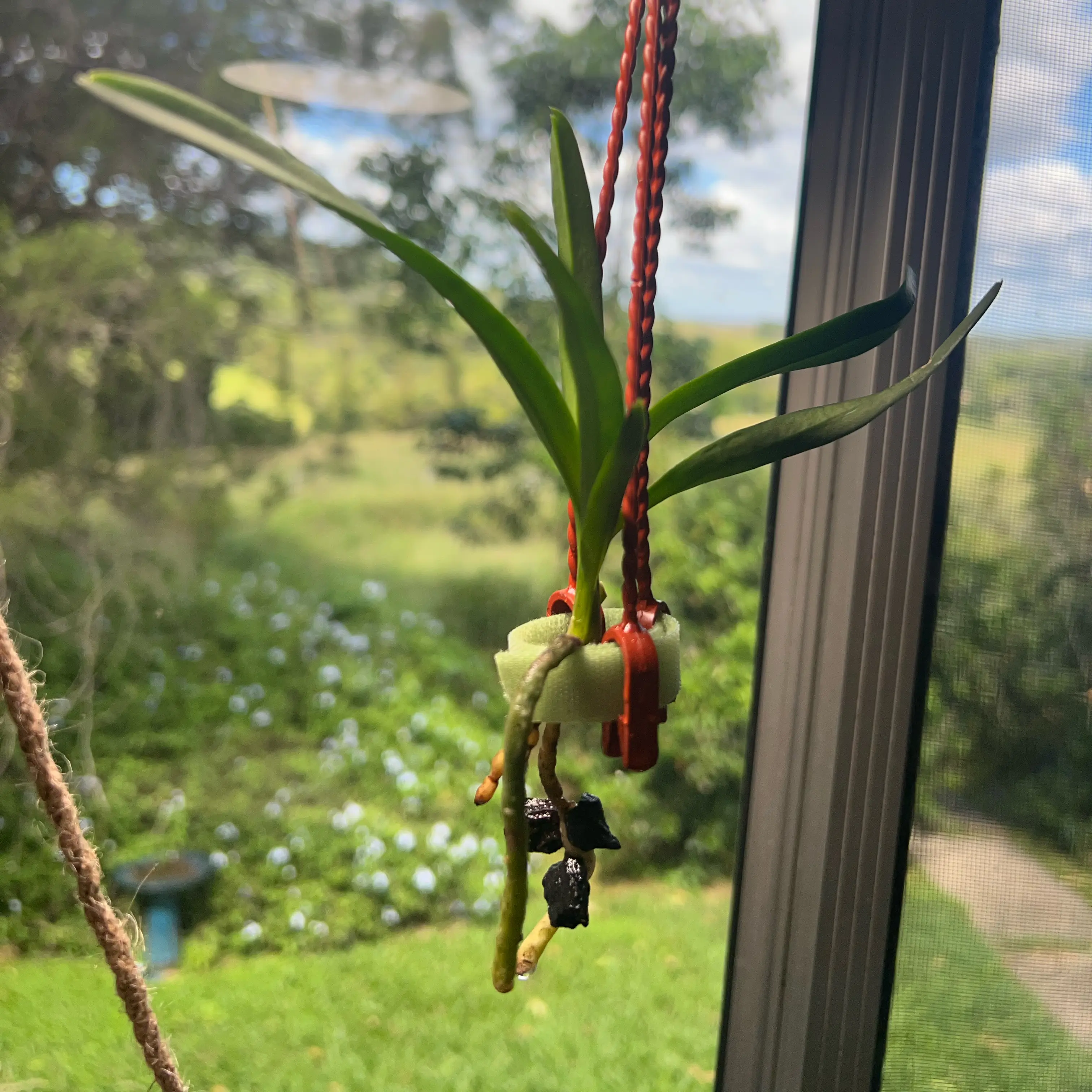 Photo of the plant species Vanda Gold Cross by @LuxuryCapsicum named Somsri Gold on Greg, the plant care app