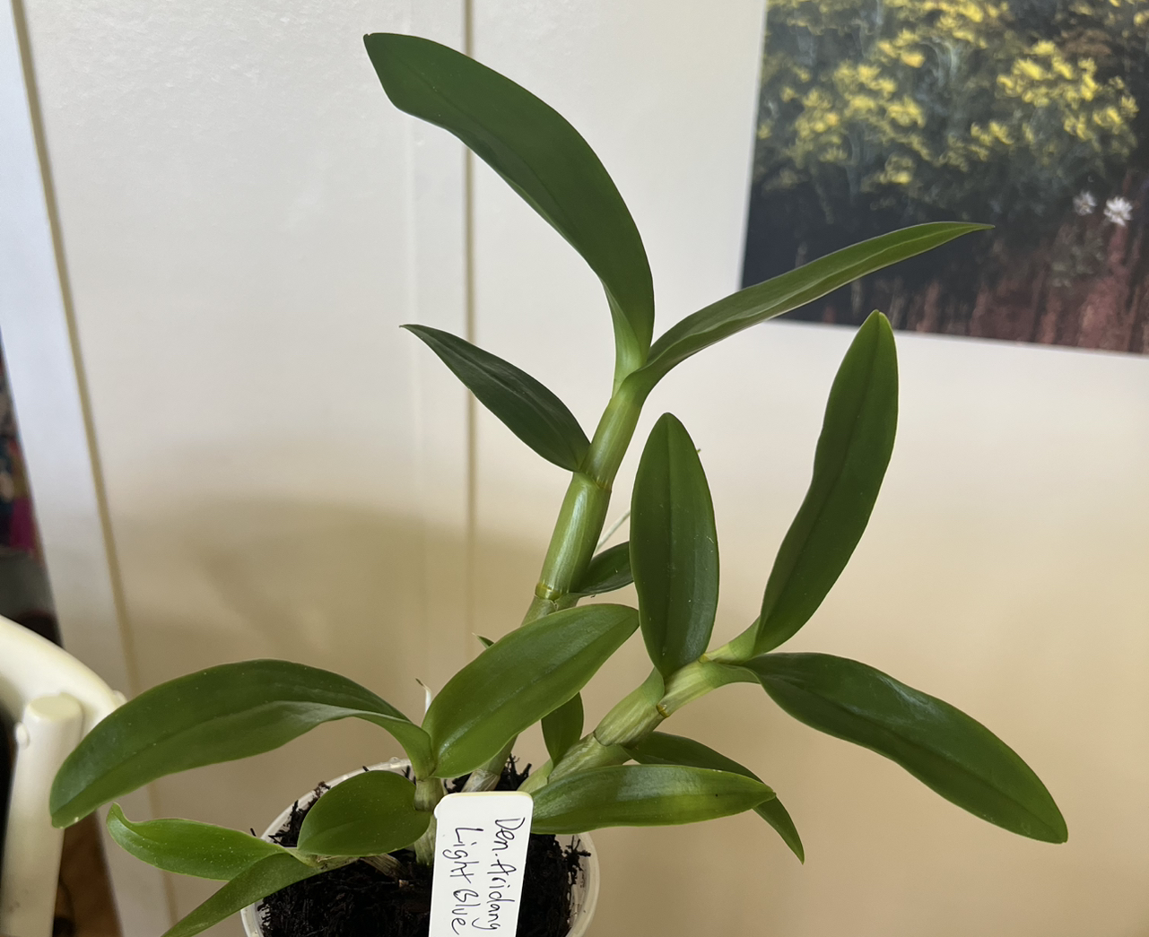 Photo of the plant species Hardcane Dendrobium by @LuxuryCapsicum named Aridang Light Blue on Greg, the plant care app