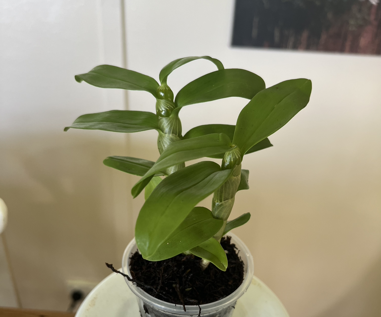 Photo of the plant species Dendrobium Love Memory Fizz by @LuxuryCapsicum named Astrid on Greg, the plant care app
