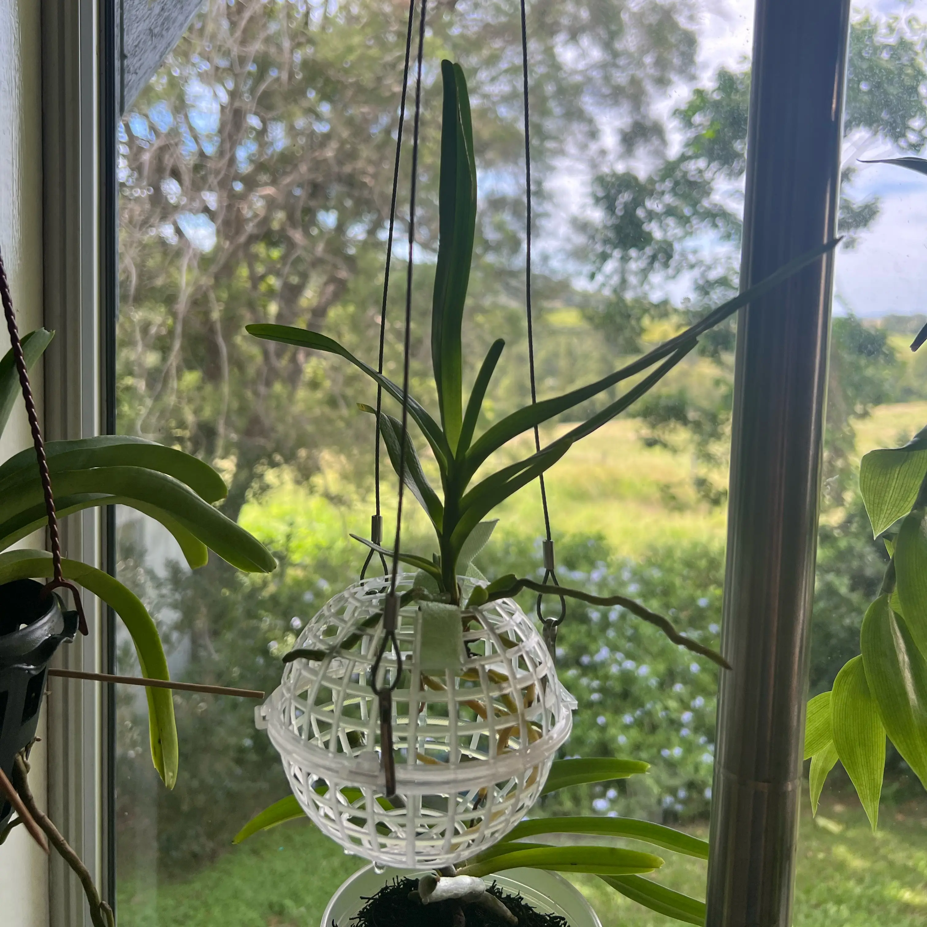 Photo of the plant species Fragrant Aerides by @LuxuryCapsicum named Ahrys on Greg, the plant care app