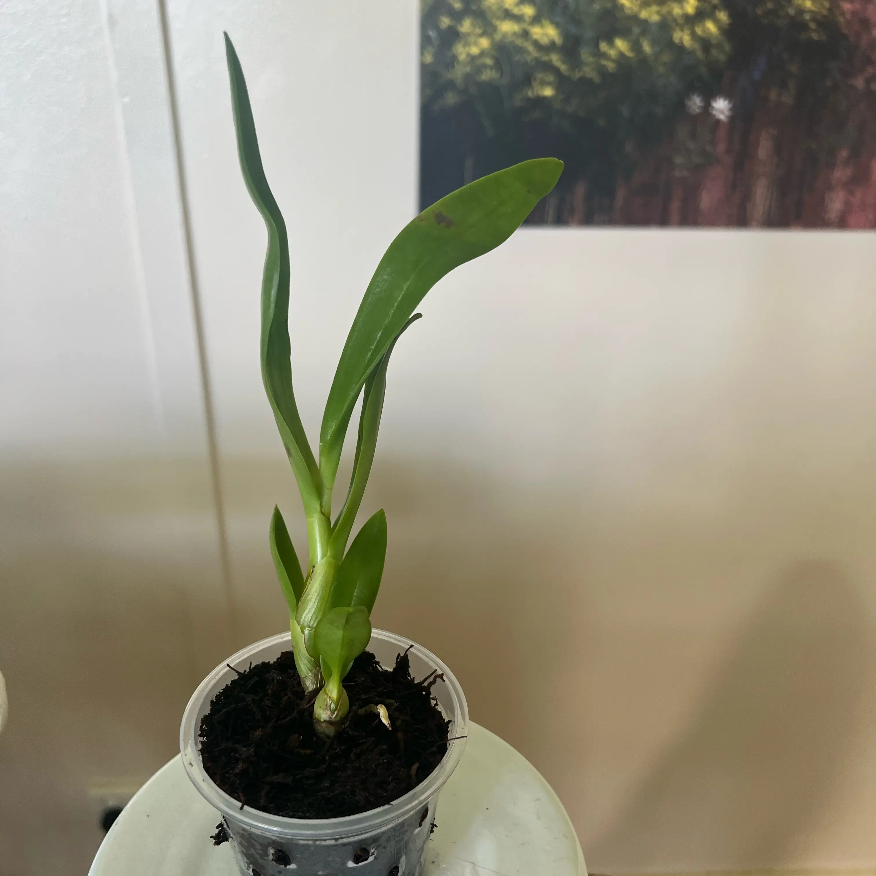 Photo of the plant species Gould's Orchid by @LuxuryCapsicum named Blue on Greg, the plant care app