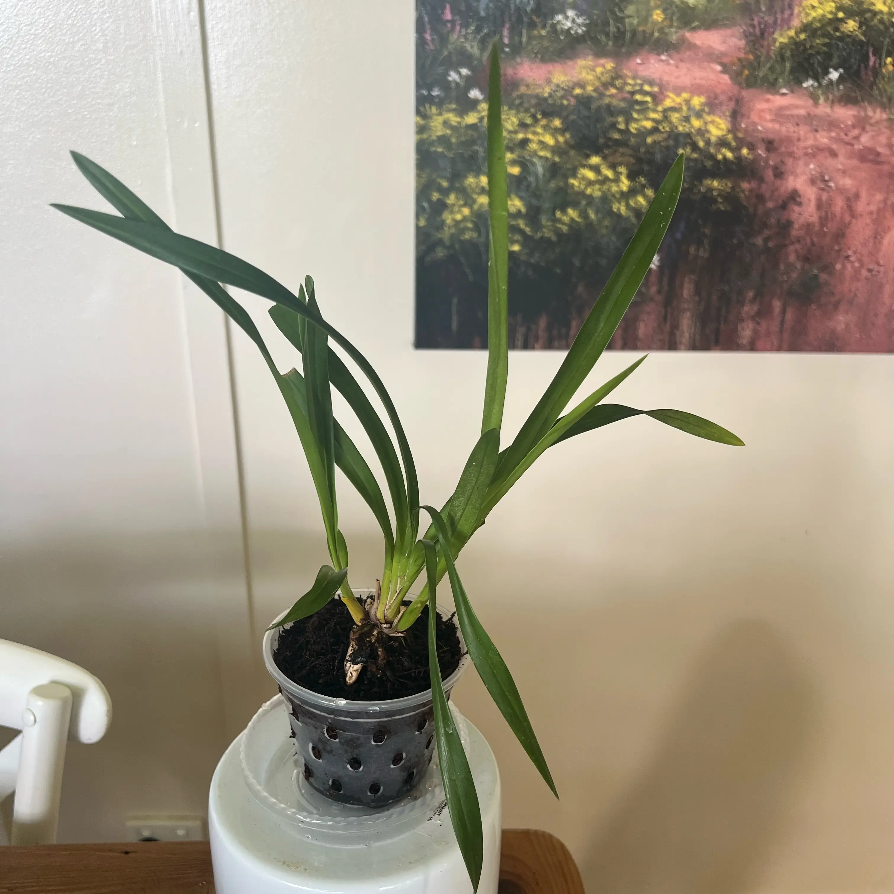 Photo of the plant species Cymbidium 'Trinity' by @LuxuryCapsicum named Trinity on Greg, the plant care app