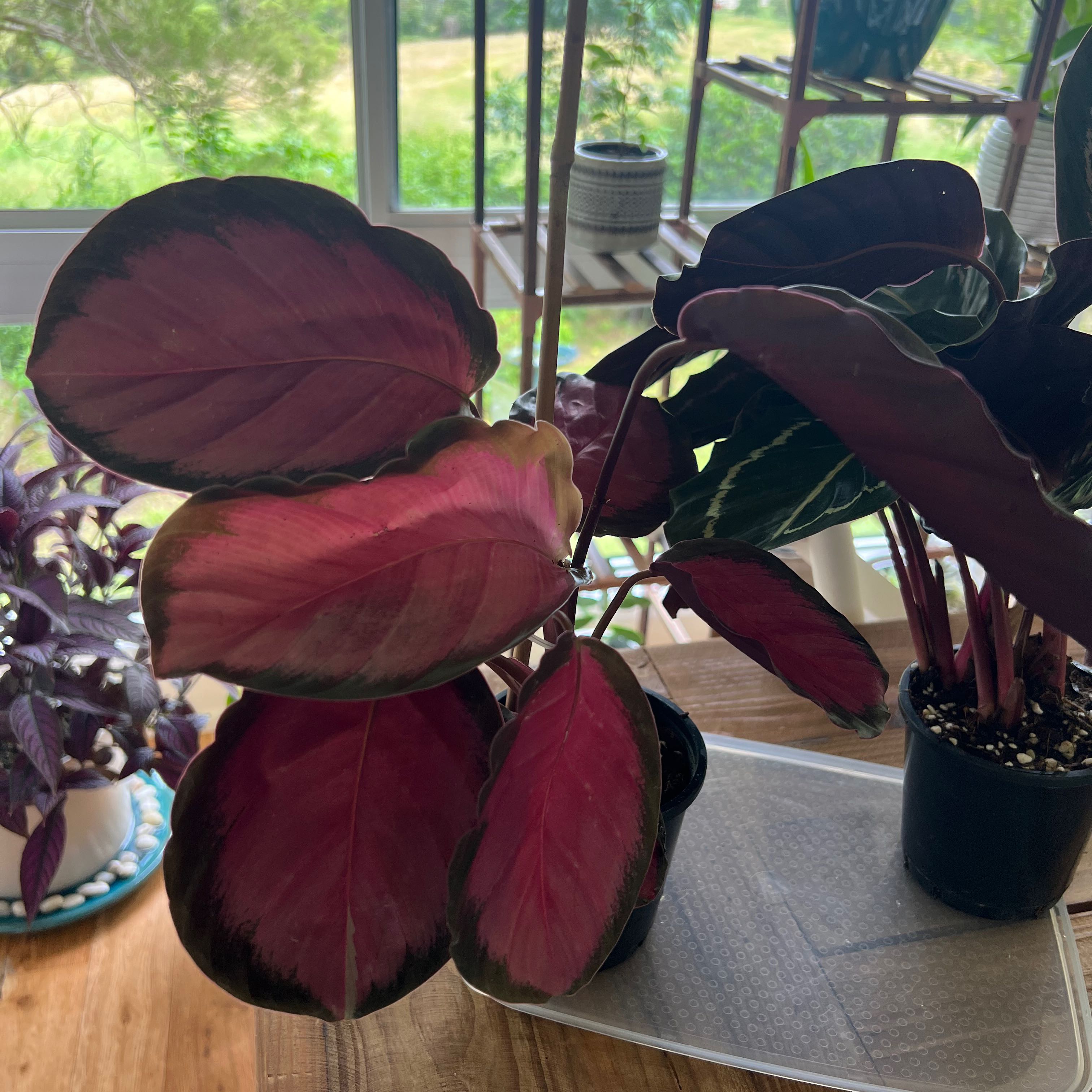 Calathea Rosy plant with vibrant pink and green leaves, placed on a tray indoors.