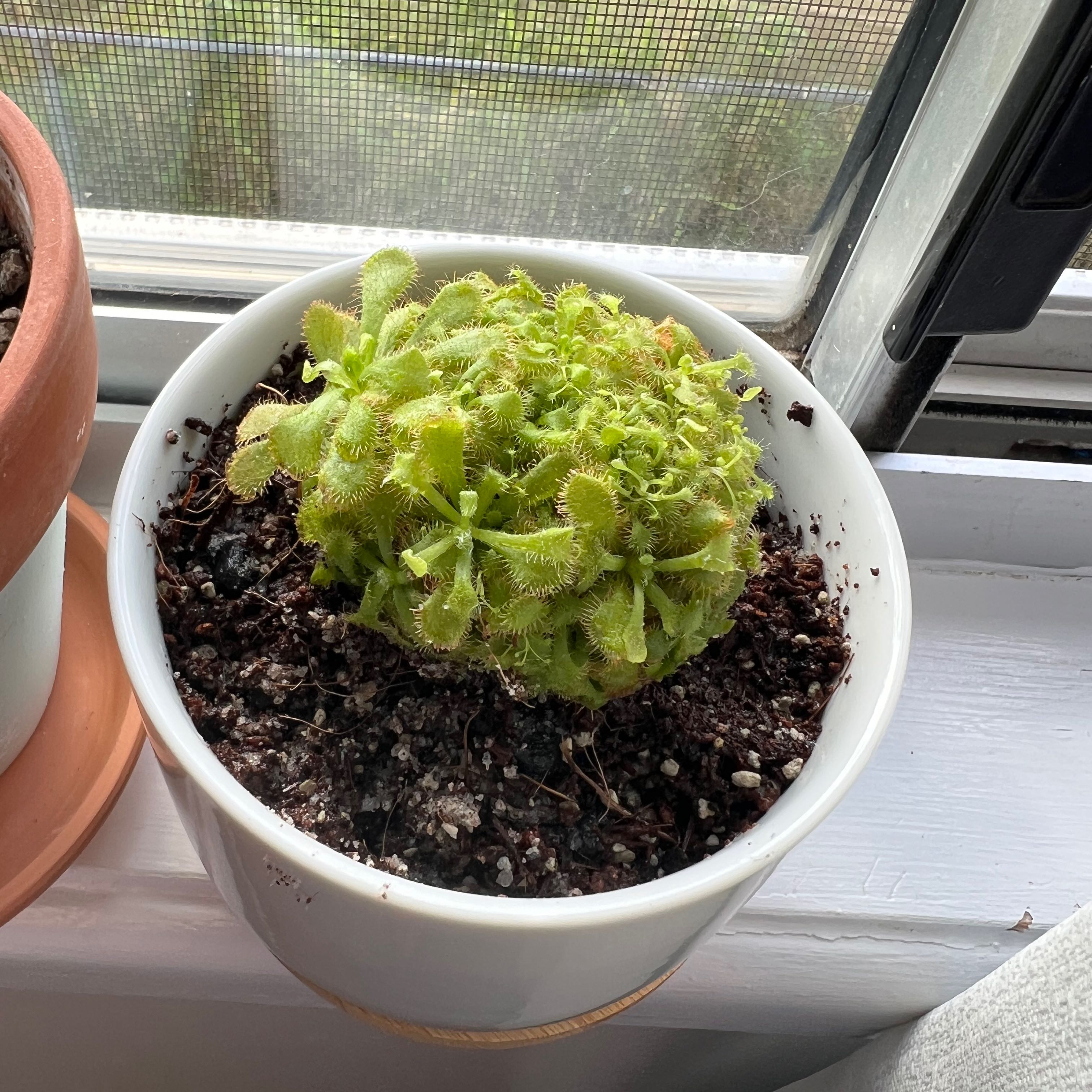 Potted Australian Sundew plant with healthy green leaves and visible soil.