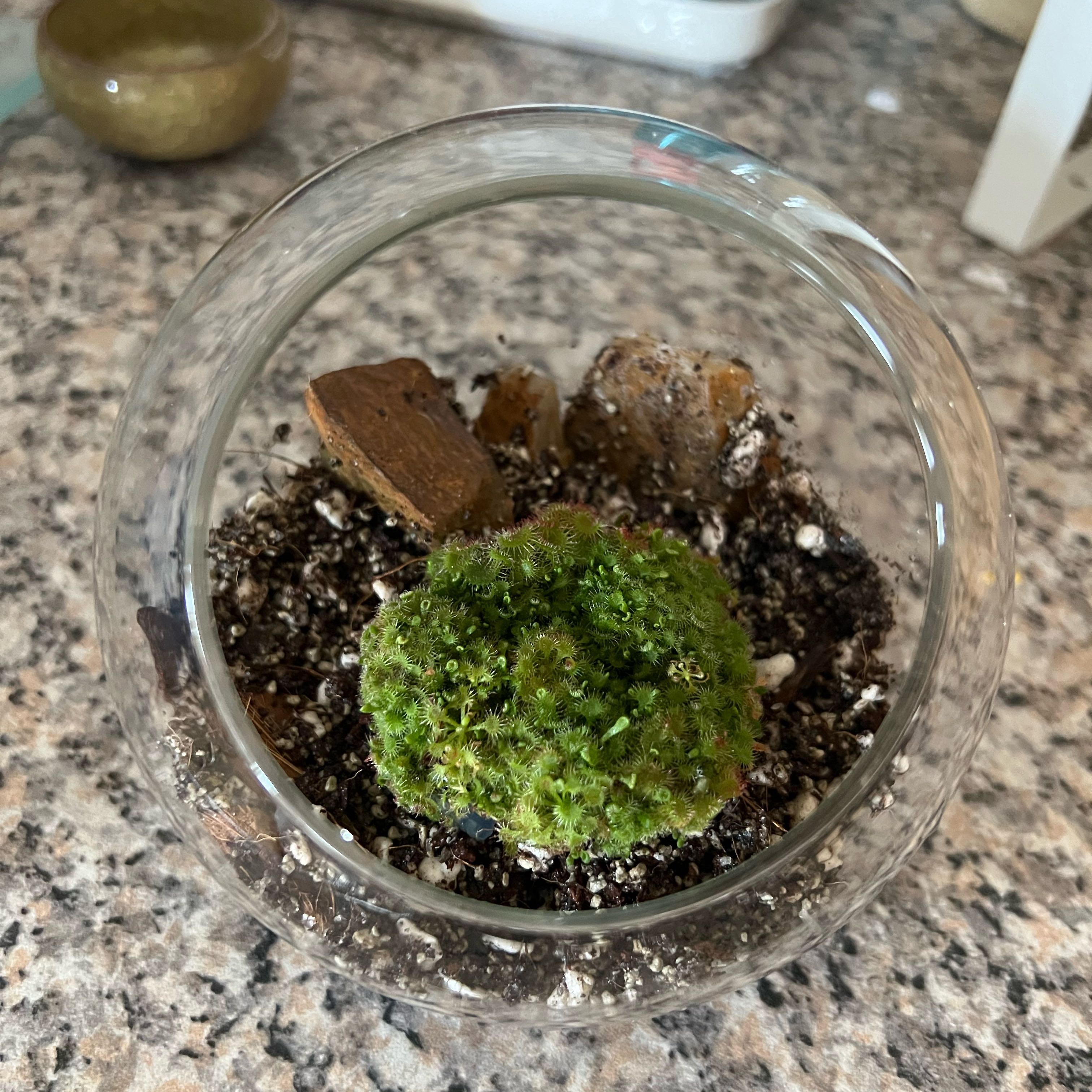 Plant care for Venus Flytrap 'Bohemian Garnet' on Greg, the plant care app