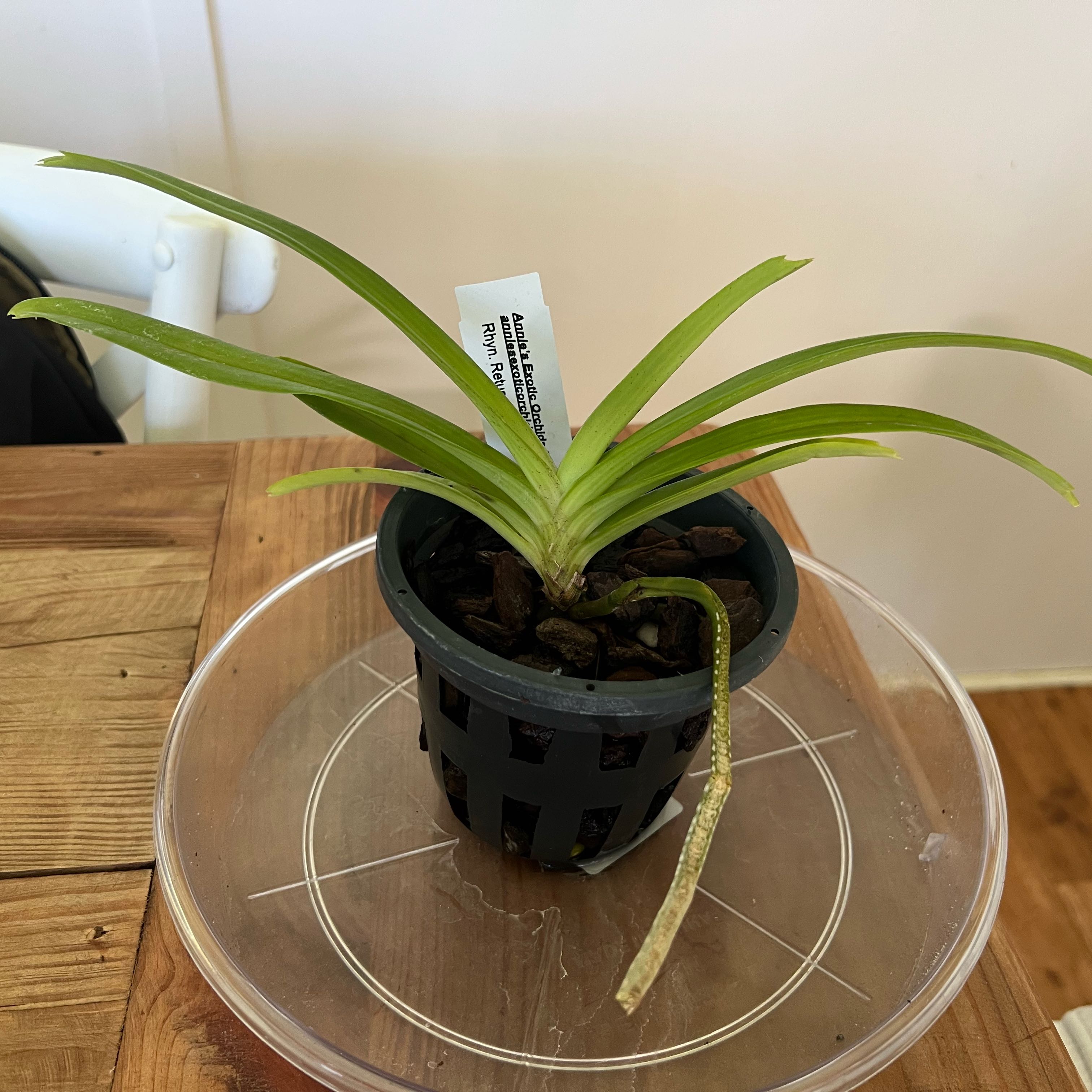 Plant care for foxtail orchid on Greg, the plant care app