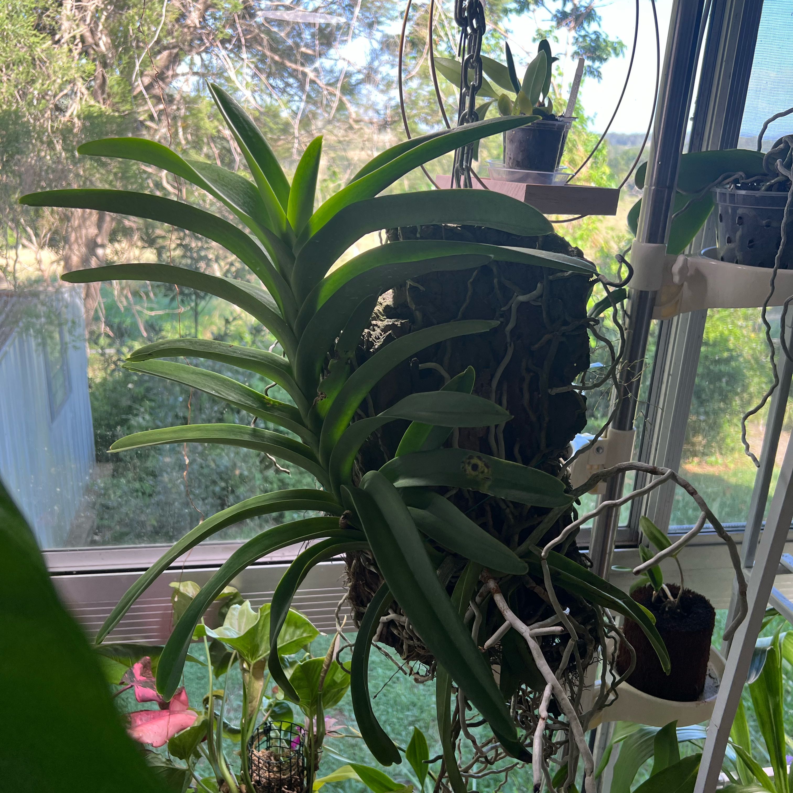 Photo of the plant species Vanda Blue by @LuxuryCapsicum named Spike on Greg, the plant care app