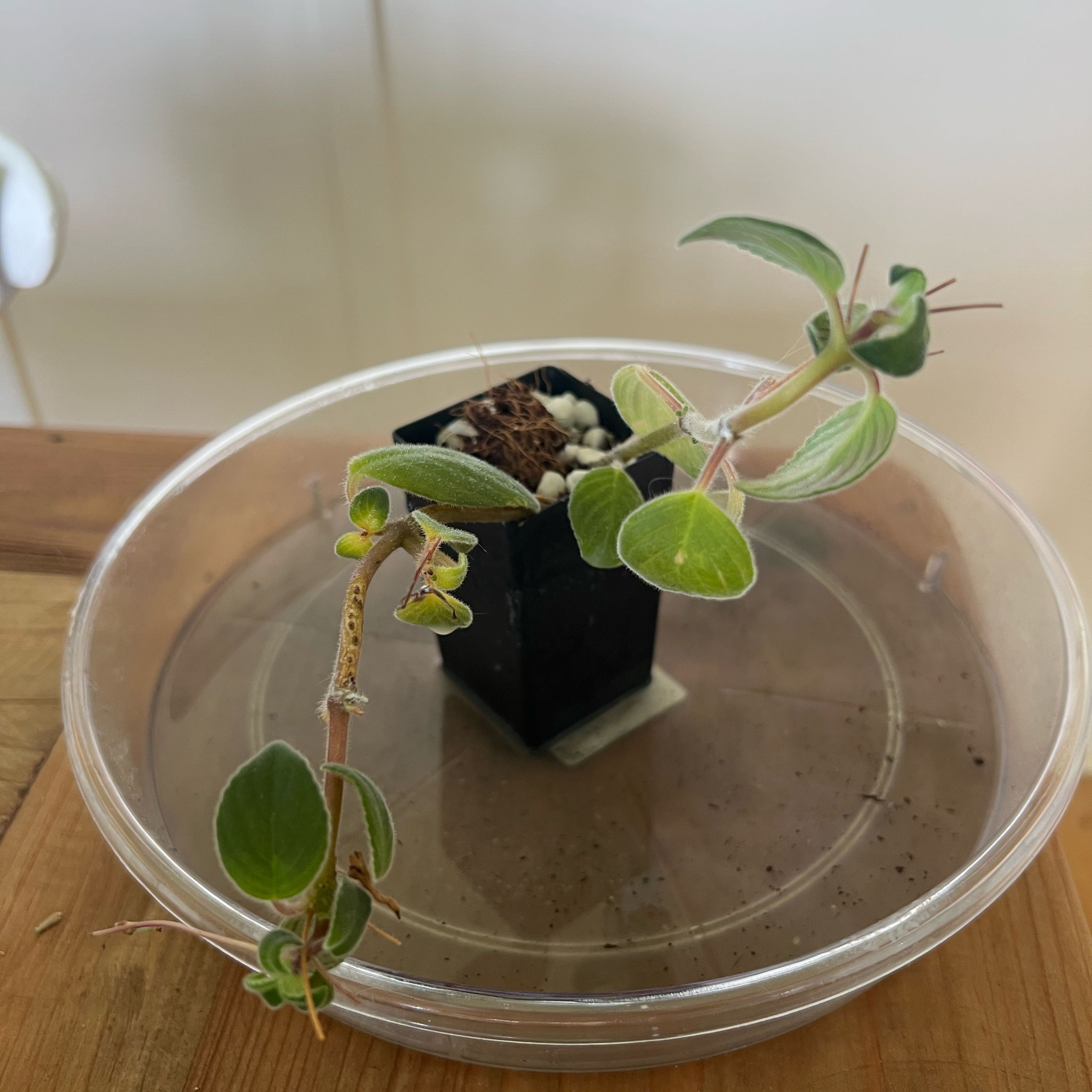 Photo of the plant species Nodding Violet by @LuxuryCapsicum named Violet on Greg, the plant care app