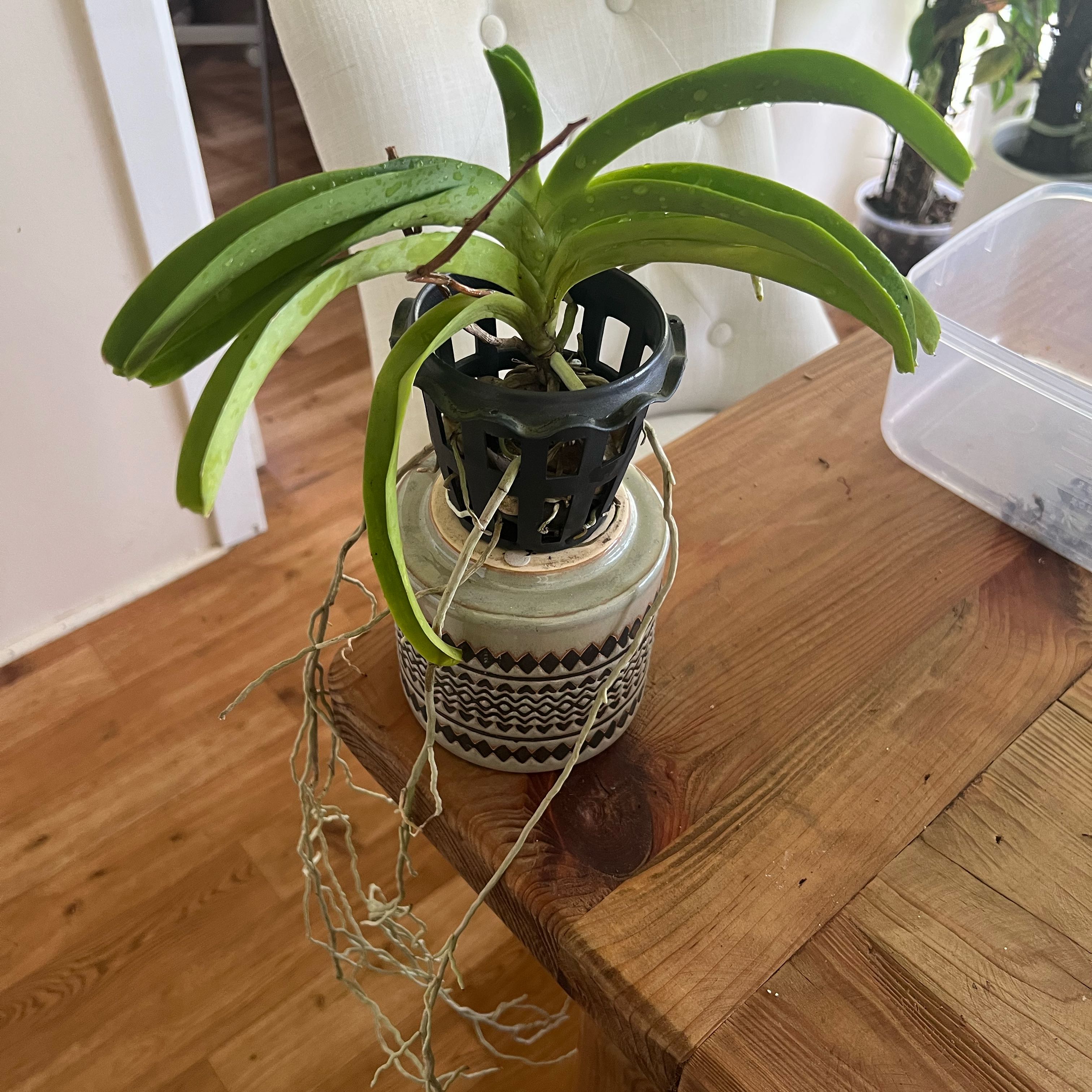 Photo of the plant species Sky Blue Rhynchostylis by @LuxuryCapsicum named Sky on Greg, the plant care app