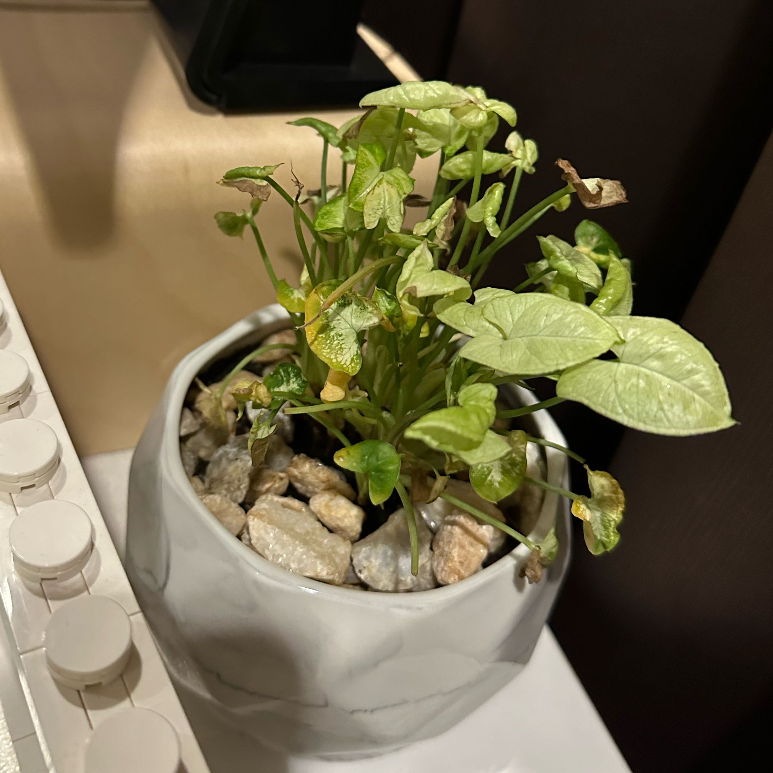 Syngonium Pixie plant in a white pot with some yellowing and browning leaves.
