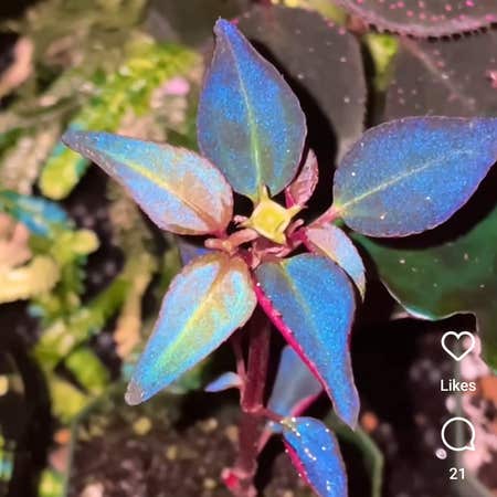 Photo of the plant species Euphorbia Lathyris by @CleverQuincula named Flourite on Greg, the plant care app