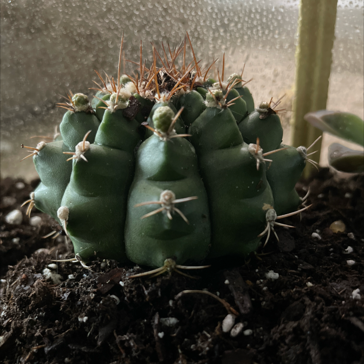Photo of the plant species Rose Plaid Cactus by @LavishDaboecia named Keanu Leaves on Greg, the plant care app