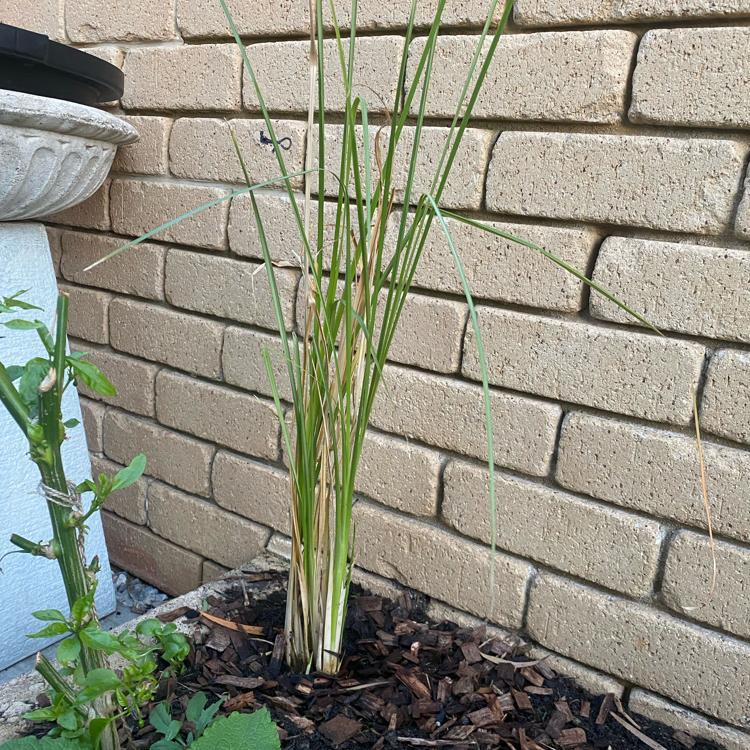 Photo of the plant species Vetiver by @NiceKanna named Bruce Lee on Greg, the plant care app
