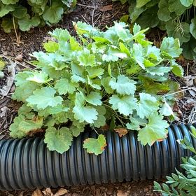 Photo of the plant species Indian Rhubarb by @PureSpurgeolive named Surya on Greg, the plant care app