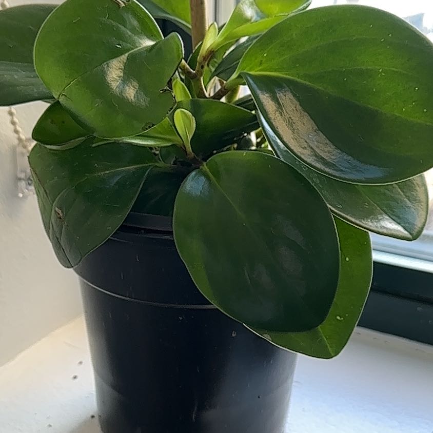 Peperomia Red Edge plant in a black pot with glossy green leaves.