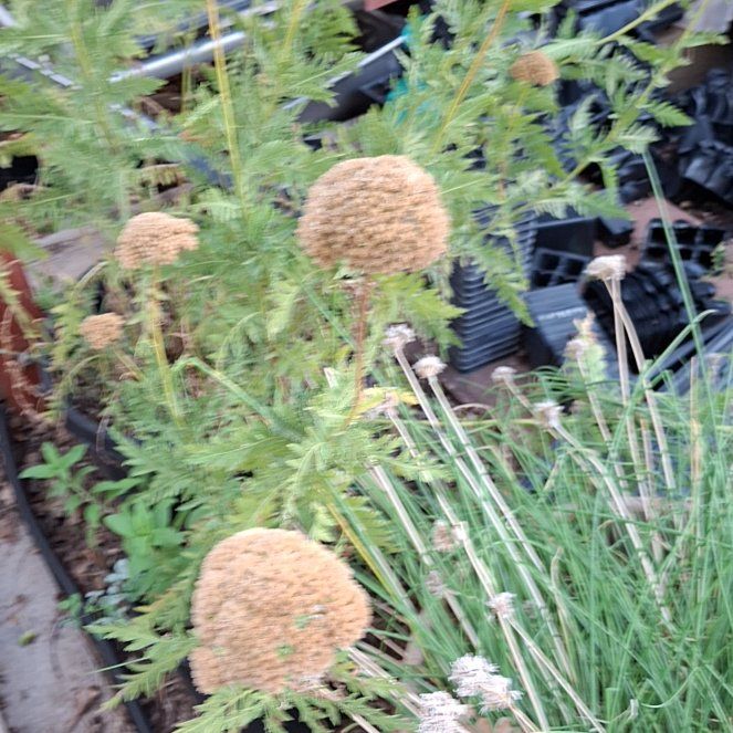 Photo of the plant species Fernleaf Yarrow by @RootedLarkspur named Michelle Branch on Greg, the plant care app