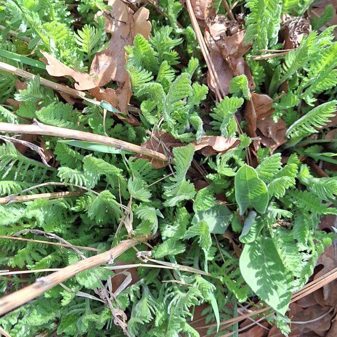 Photo of the plant species Common Ladyfern by @RootedLarkspur named Sahara on Greg, the plant care app