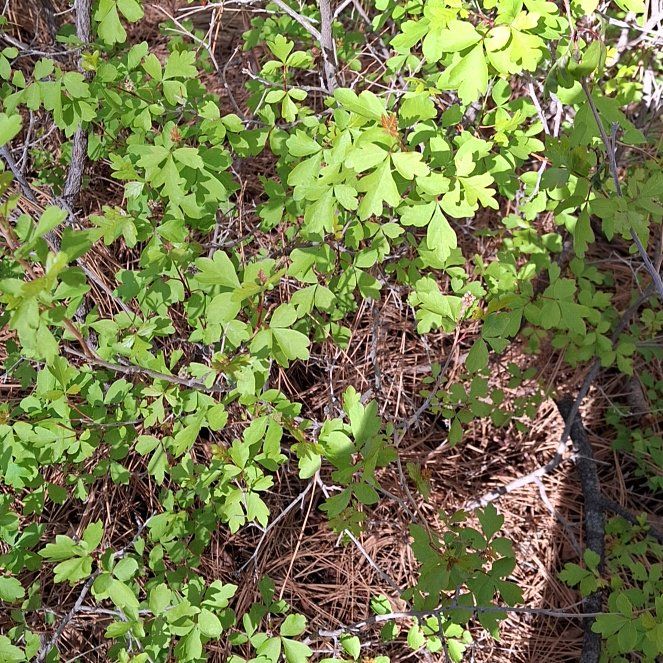 Photo of the plant species Fragrant Sumac by @RootedLarkspur named Figyonce on Greg, the plant care app