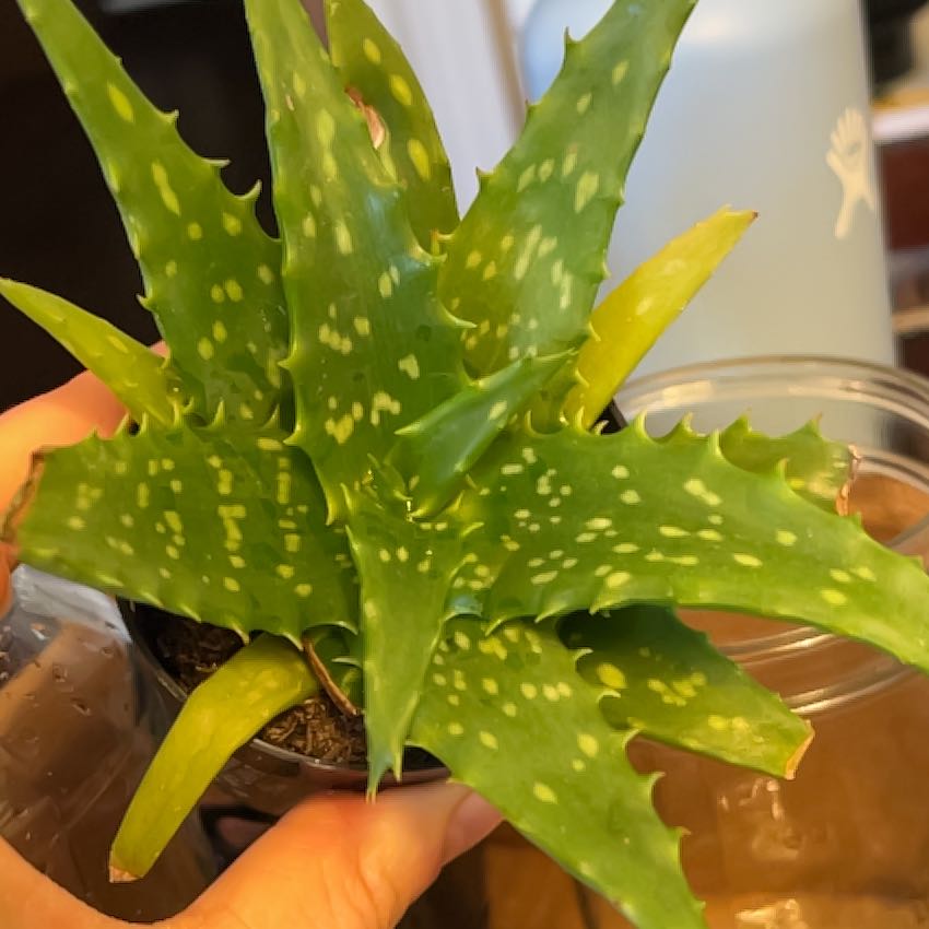 Aloe Night Sky plant with green, spiky leaves and white spots. Some leaves are yellowing.