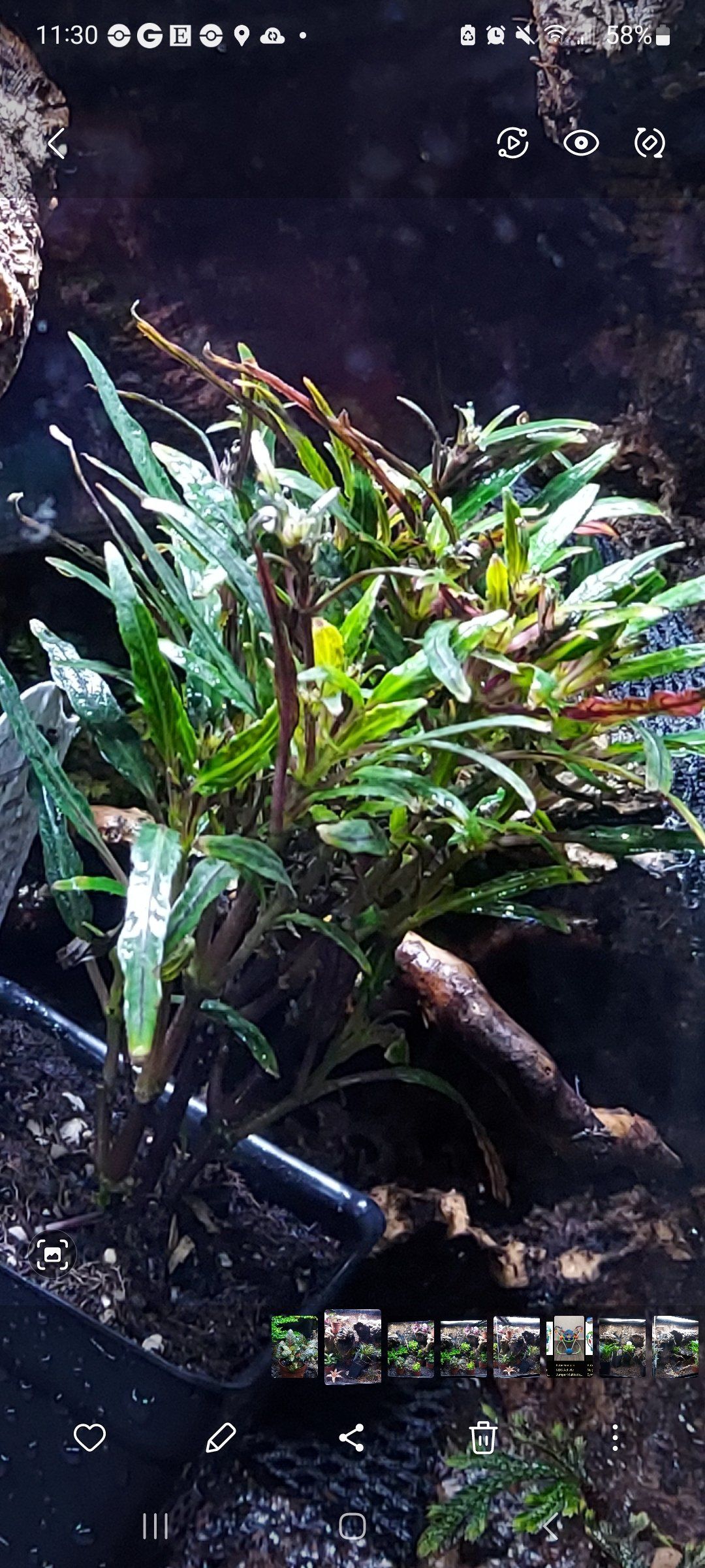 Photo of the plant species Alocasia Dragon Tongue by @SagePalepuma named Marilyn on Greg, the plant care app