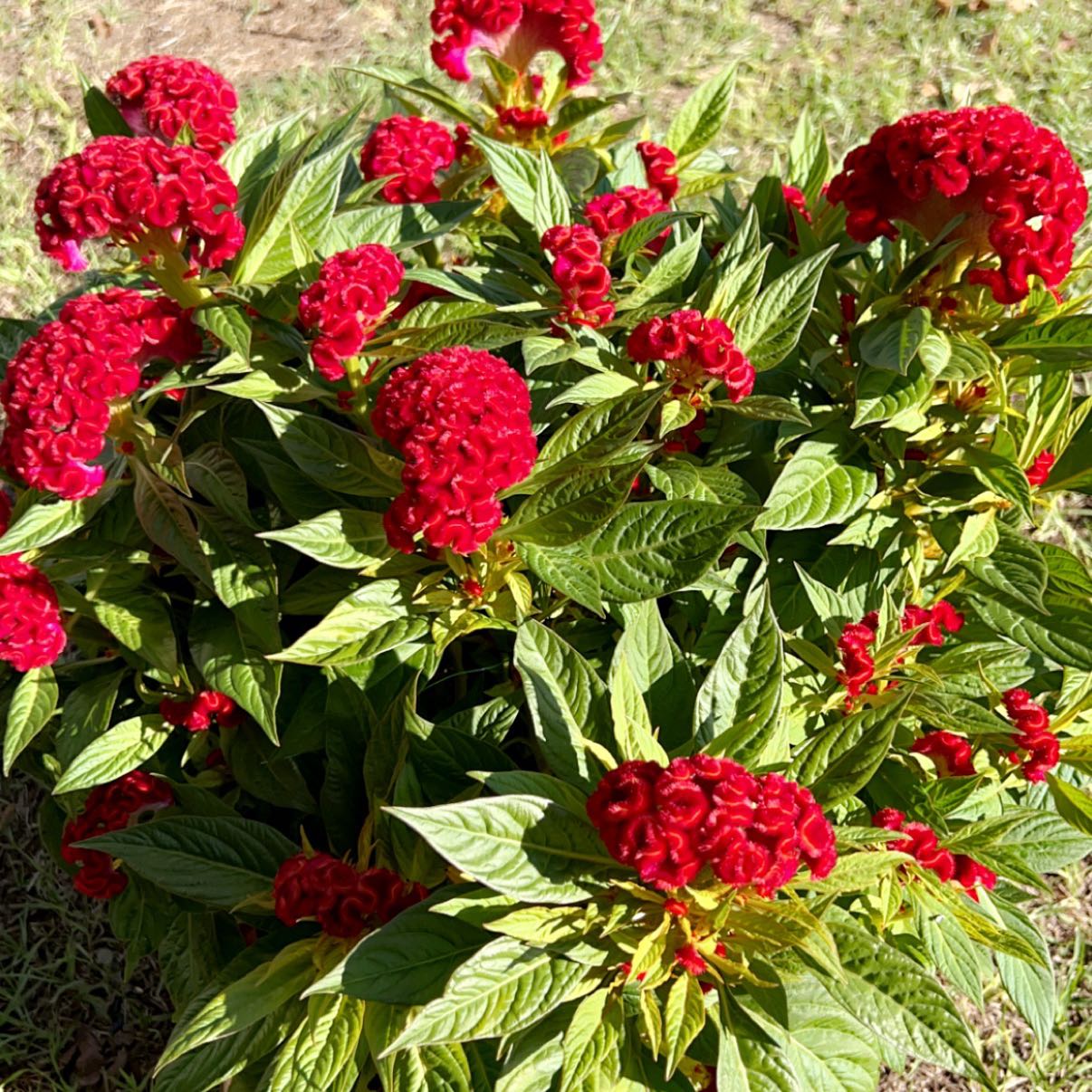 Vibrant red cockscomb flowers in full bloom, healthy green foliage, well-framed image with plant in sharp focus.
