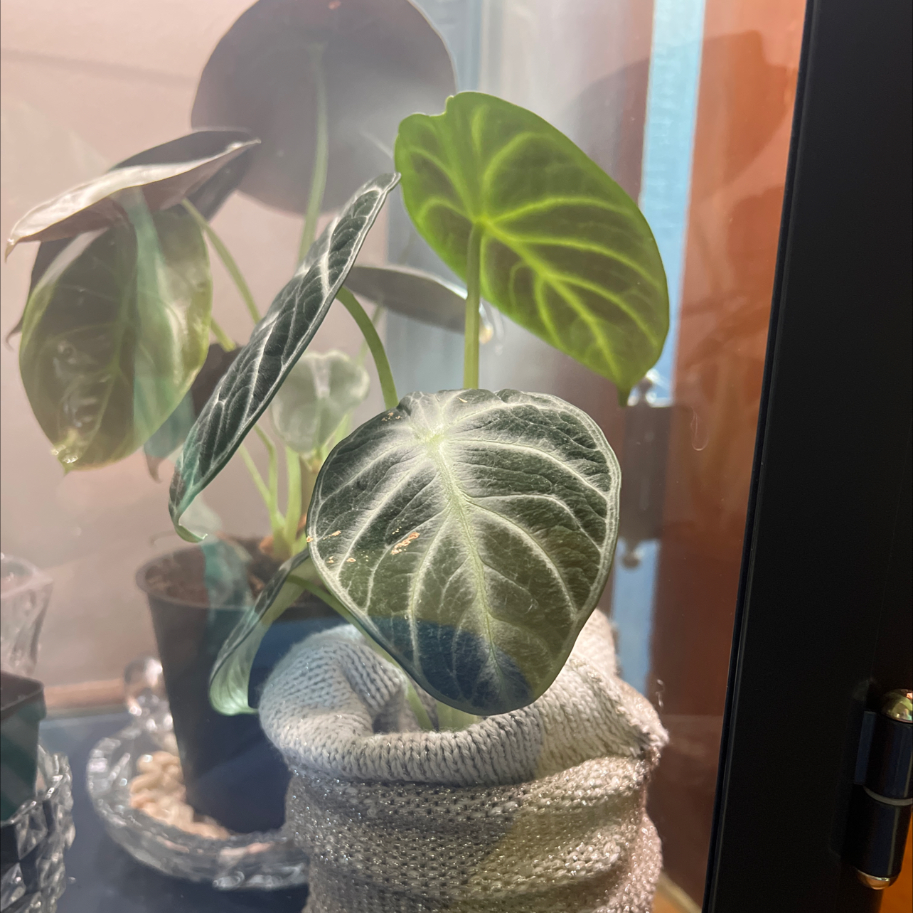 Alocasia ninja plant with healthy, veined leaves in a pot wrapped with fabric.