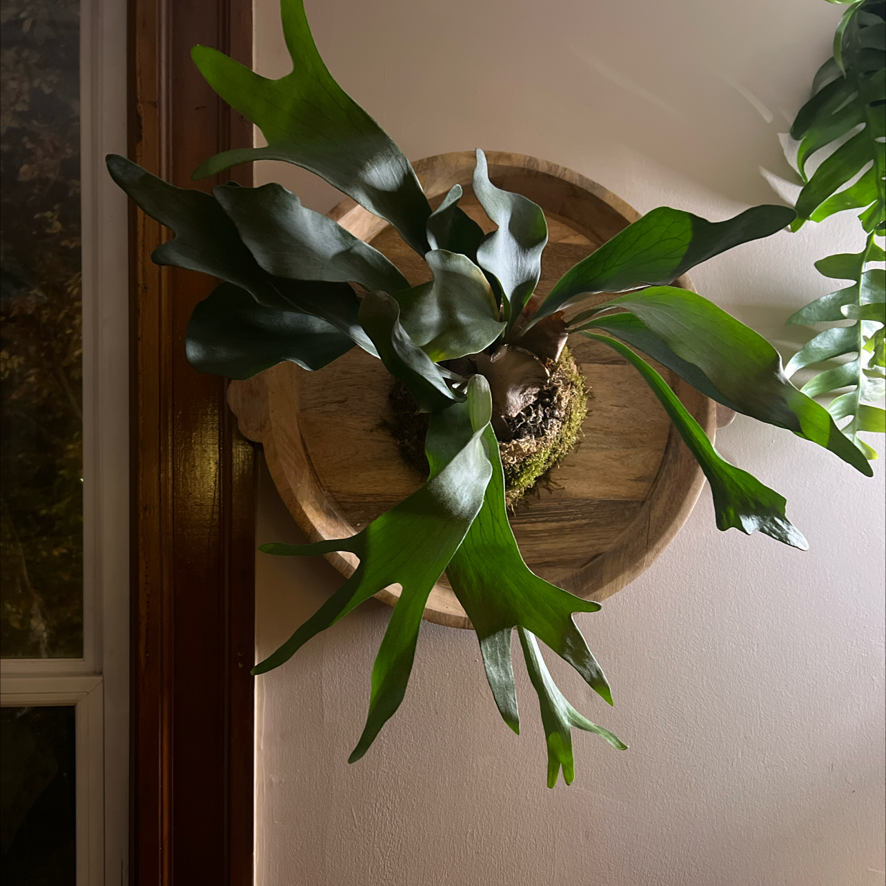 Photo of the plant species Silver Staghorn Fern Plant by @Iplayed6on6 named Maleficent on Greg, the plant care app