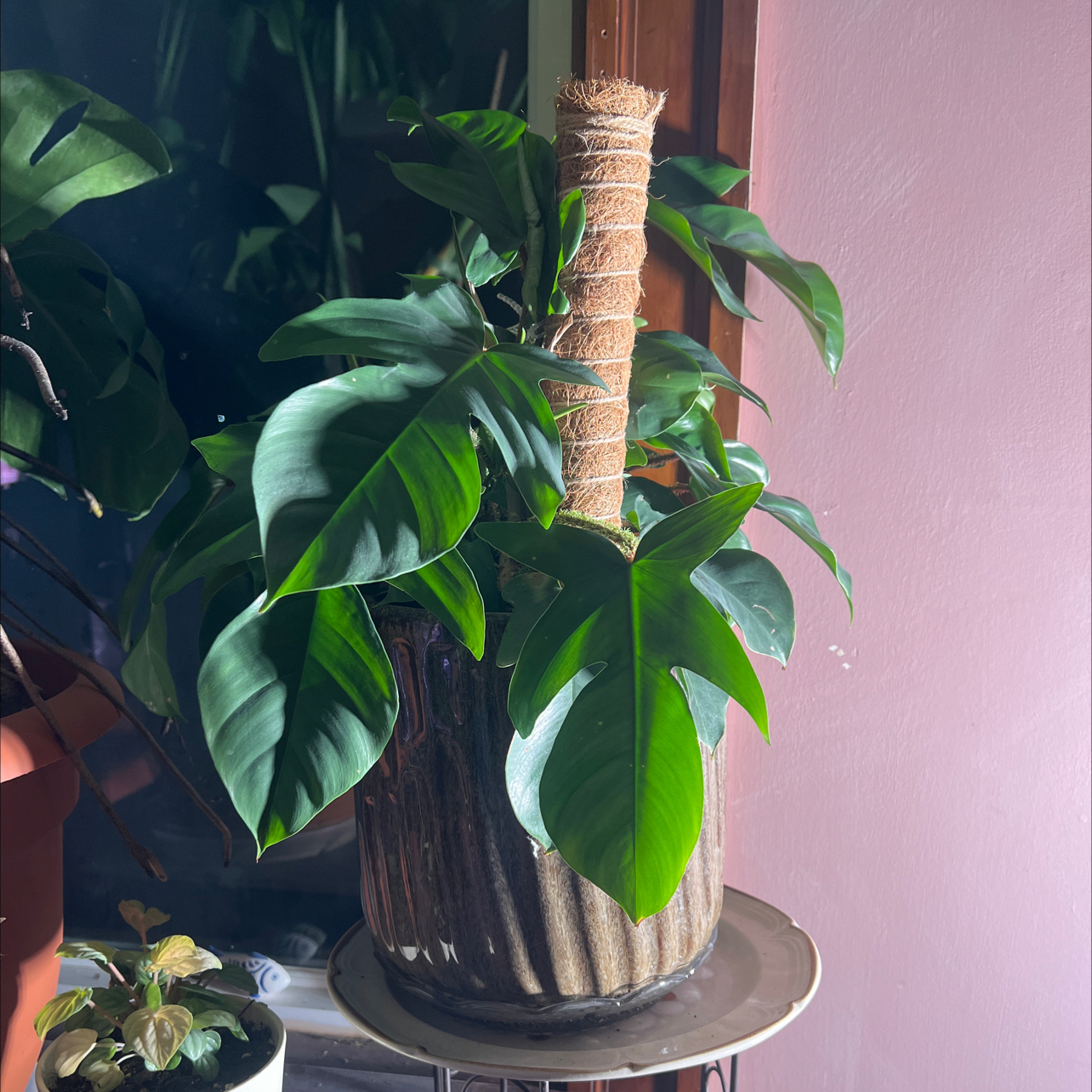 Photo of the plant species Philodendron by @Iplayed6on6 named Pam Beasley on Greg, the plant care app