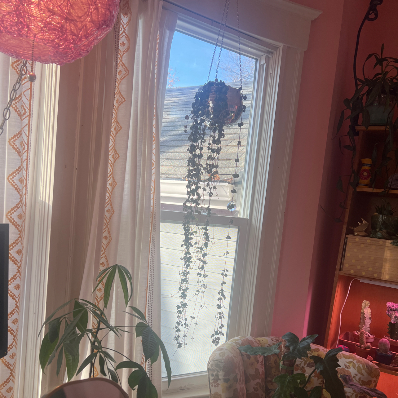 Photo of the plant species String of Hearts 'Silver Glory' by @Iplayed6on6 named Tammy Wynette on Greg, the plant care app