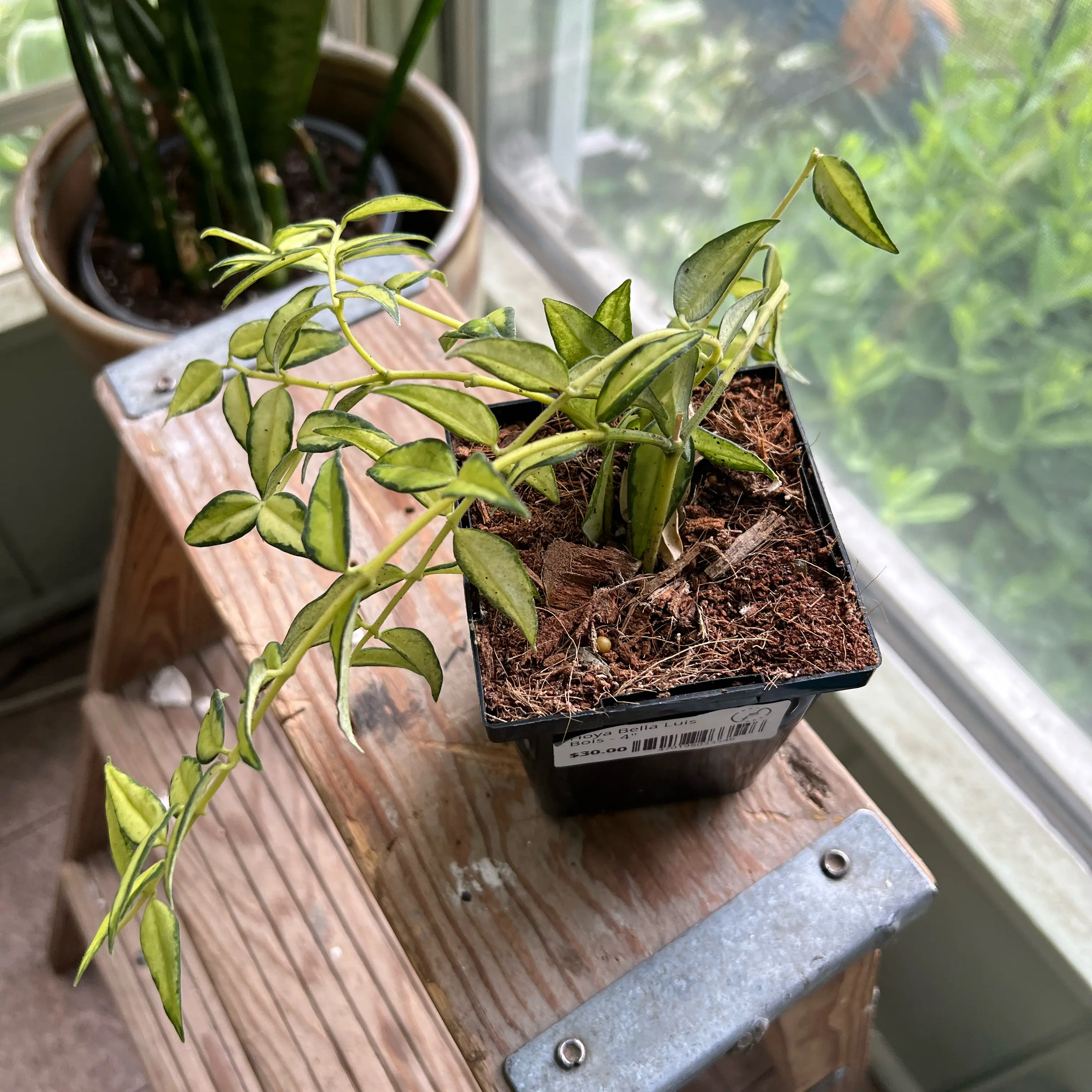 Photo of the plant species Hoya Bella Luis Bois by @Iplayed6on6 named Drake on Greg, the plant care app