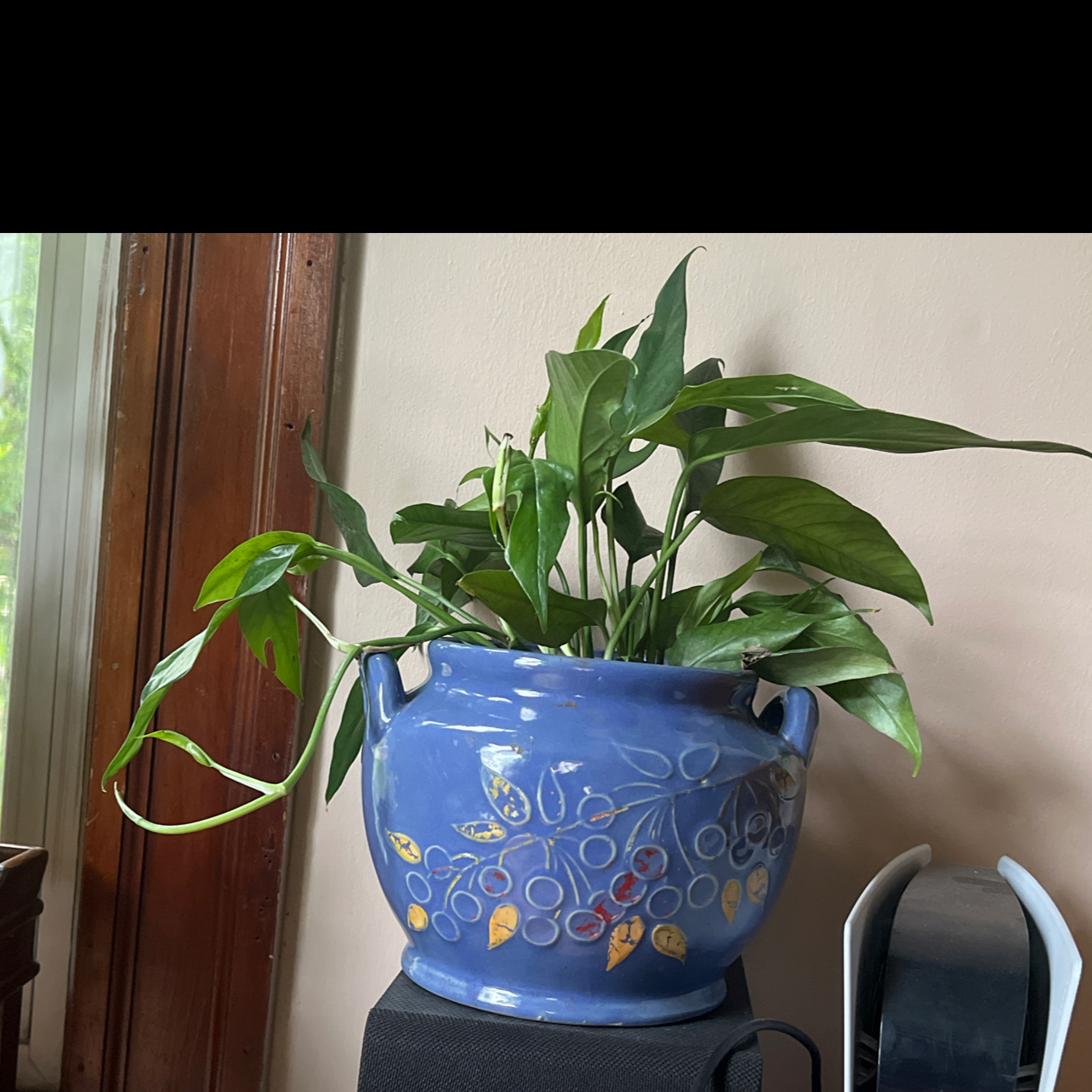 Photo of the plant species Baltic Blue Pothos by @Iplayed6on6 named Denali on Greg, the plant care app