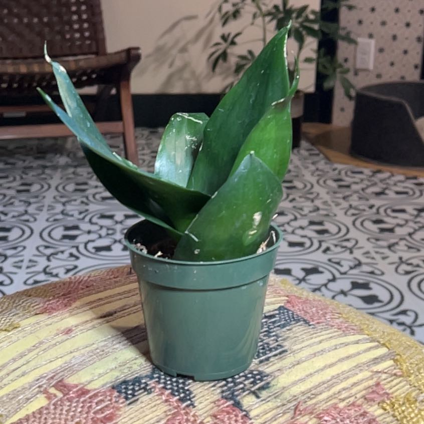 Photo of the plant species sanseveria black jade by @Iplayed6on6 named Jade on Greg, the plant care app