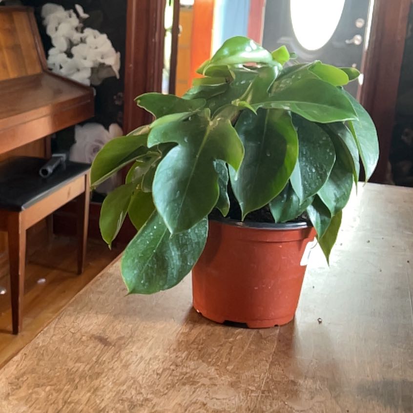 Plant care for White Knight on Greg, the plant care app