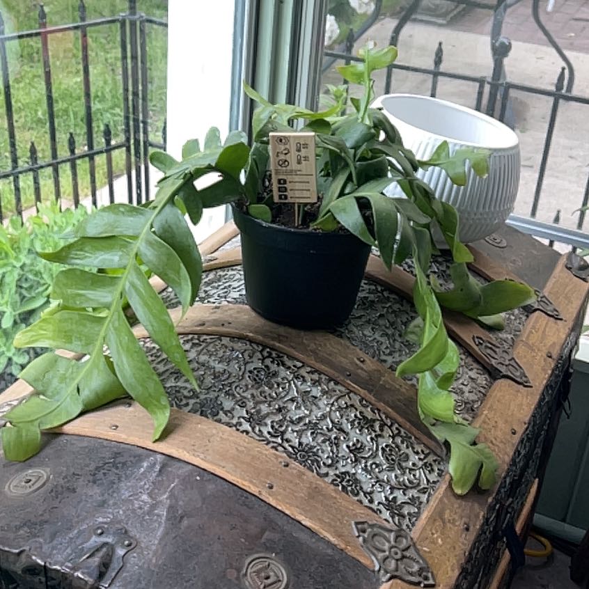 Shark fin cactus in a black pot on a decorative chest near a window.