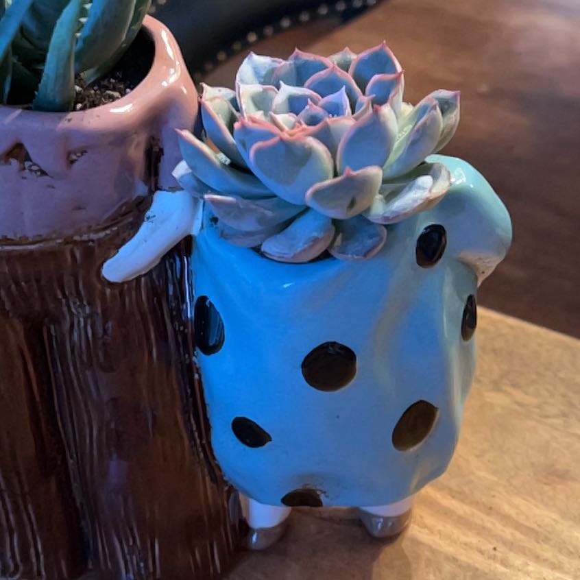 Photo of the plant species Echeveria 'Hercules' by @Iplayed6on6 named Hercules on Greg, the plant care app