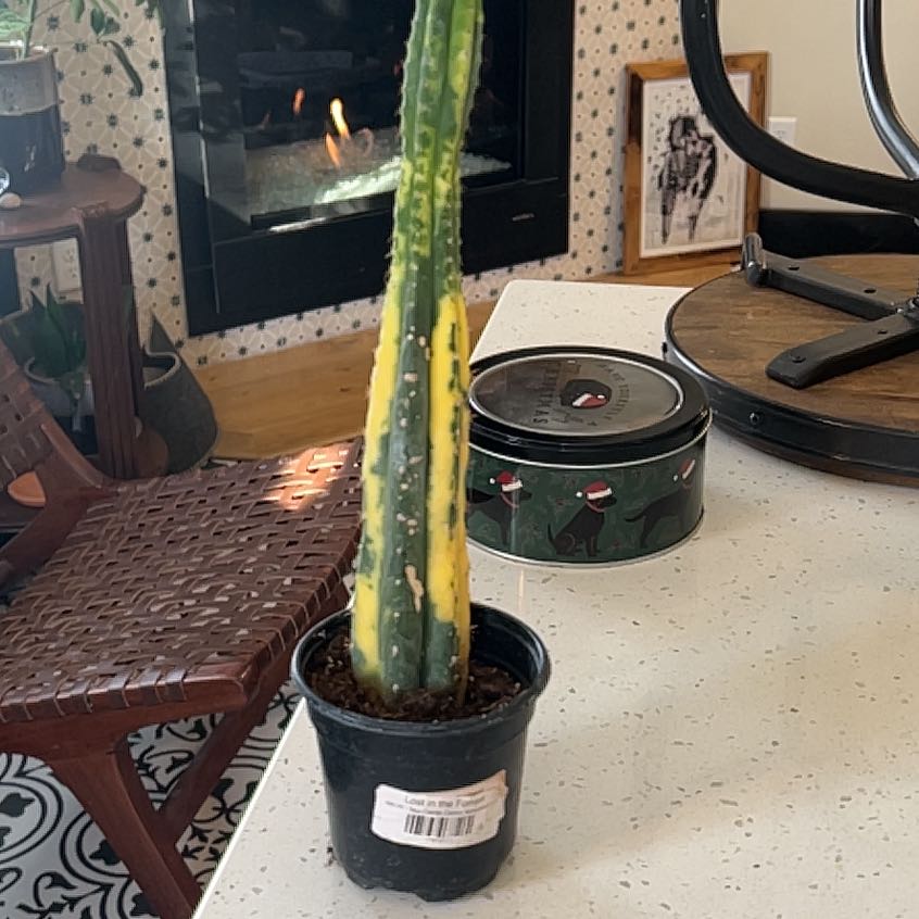 Photo of the plant species Blue Candle by @Iplayed6on6 named Smurfy on Greg, the plant care app