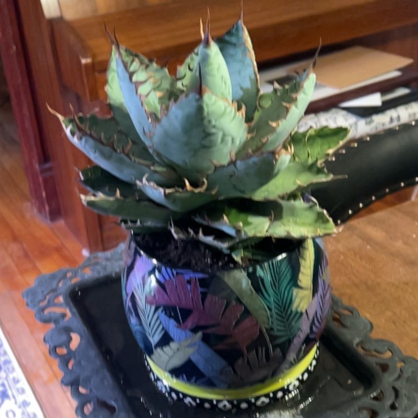 Photo of the plant species Agave titanota 'Black and Blue' by @Iplayed6on6 named Stitch on Greg, the plant care app