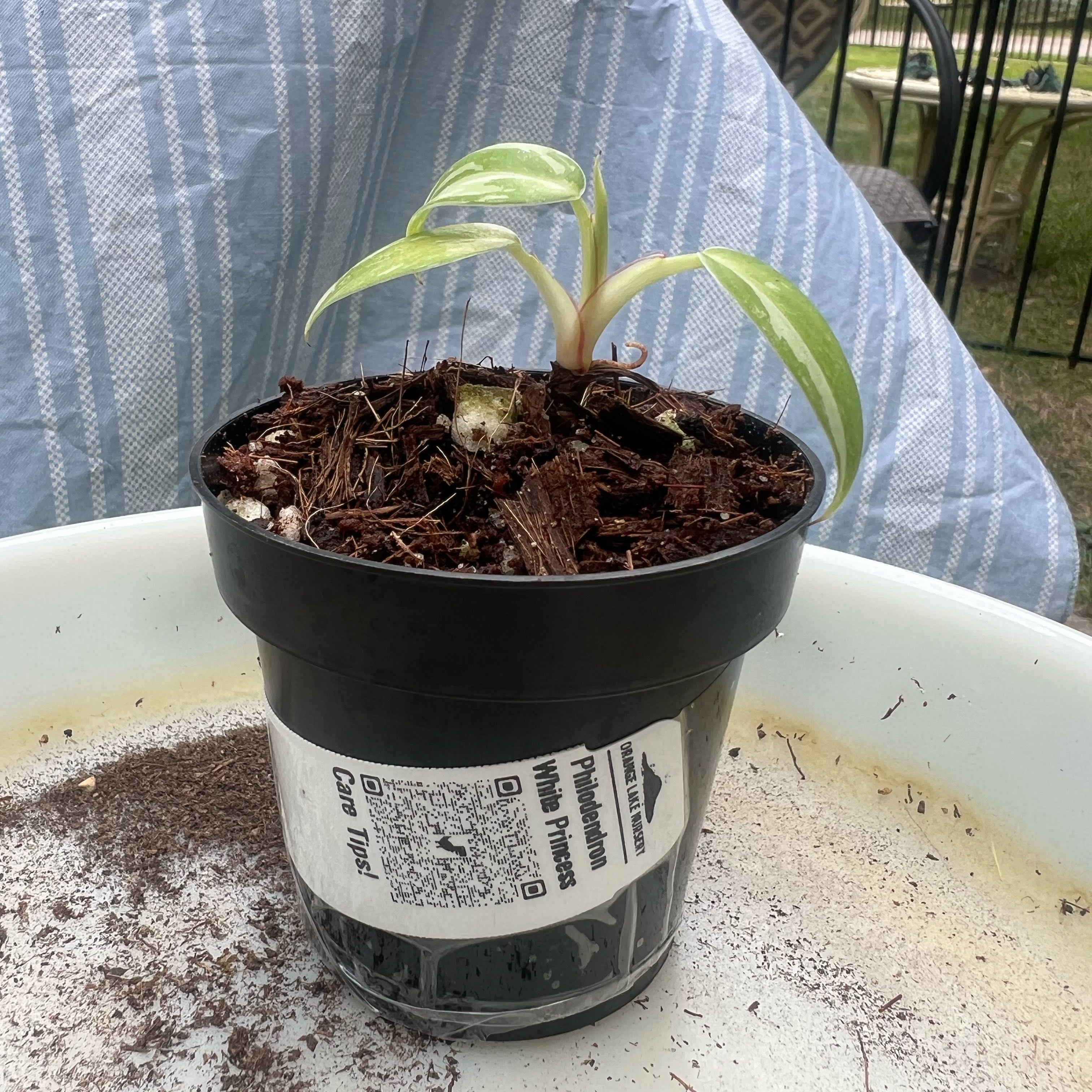 Photo of the plant species philodendron white princess by @Iplayed6on6 named Willow on Greg, the plant care app