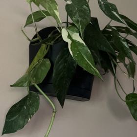 Photo of the plant species Pothos Albo by @Iplayed6on6 named Katy on Greg, the plant care app