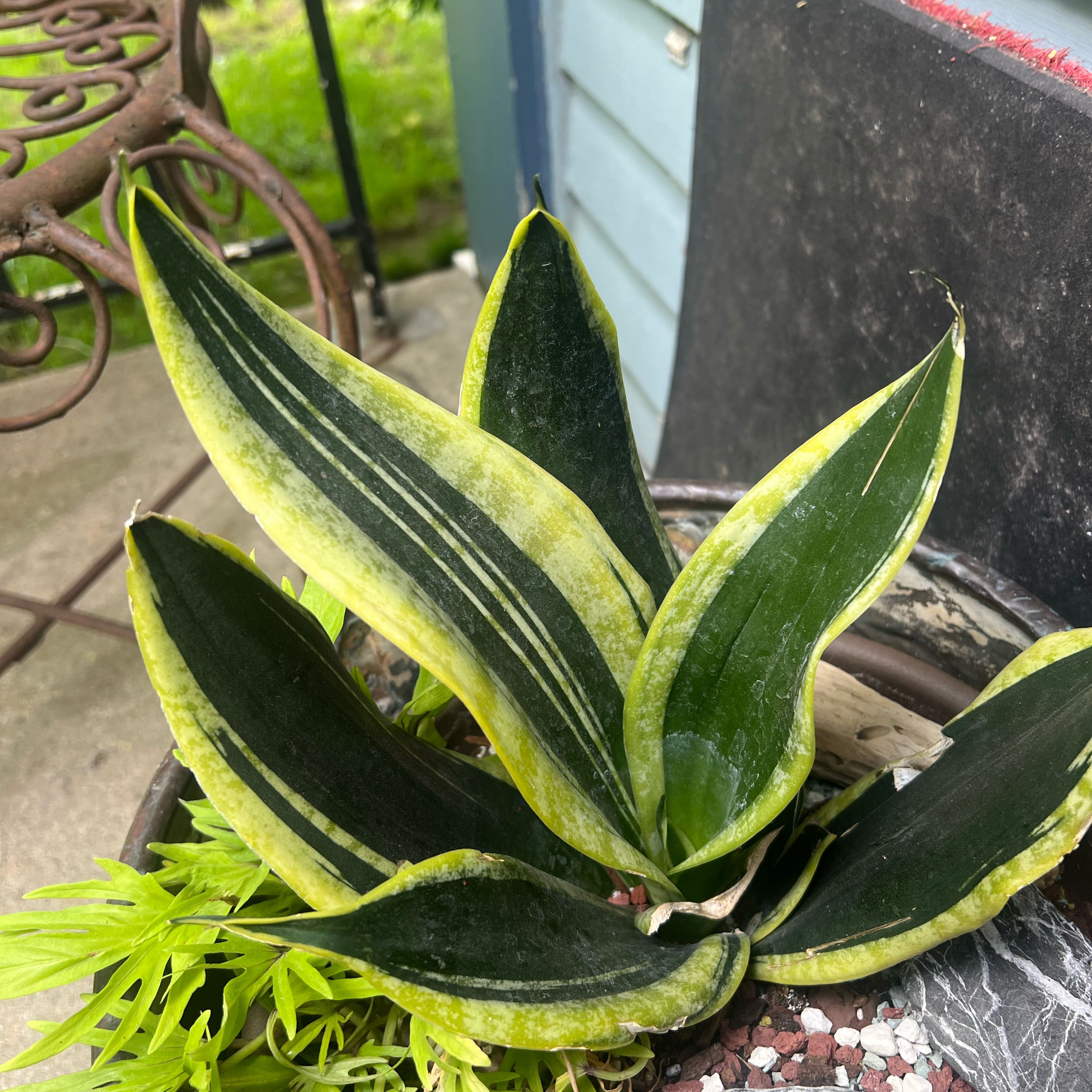 Photo of the plant species Golden Flame Snake Plant by @Iplayed6on6 named Beyonce on Greg, the plant care app
