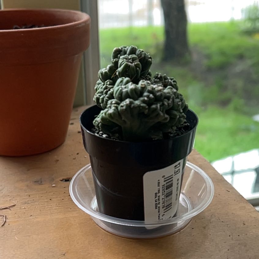 Photo of the plant species Ming Thing Cactus by @Iplayed6on6 named Hugo on Greg, the plant care app