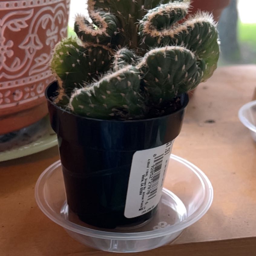 Photo of the plant species Crested Eve's Needle by @Iplayed6on6 named Eve on Greg, the plant care app