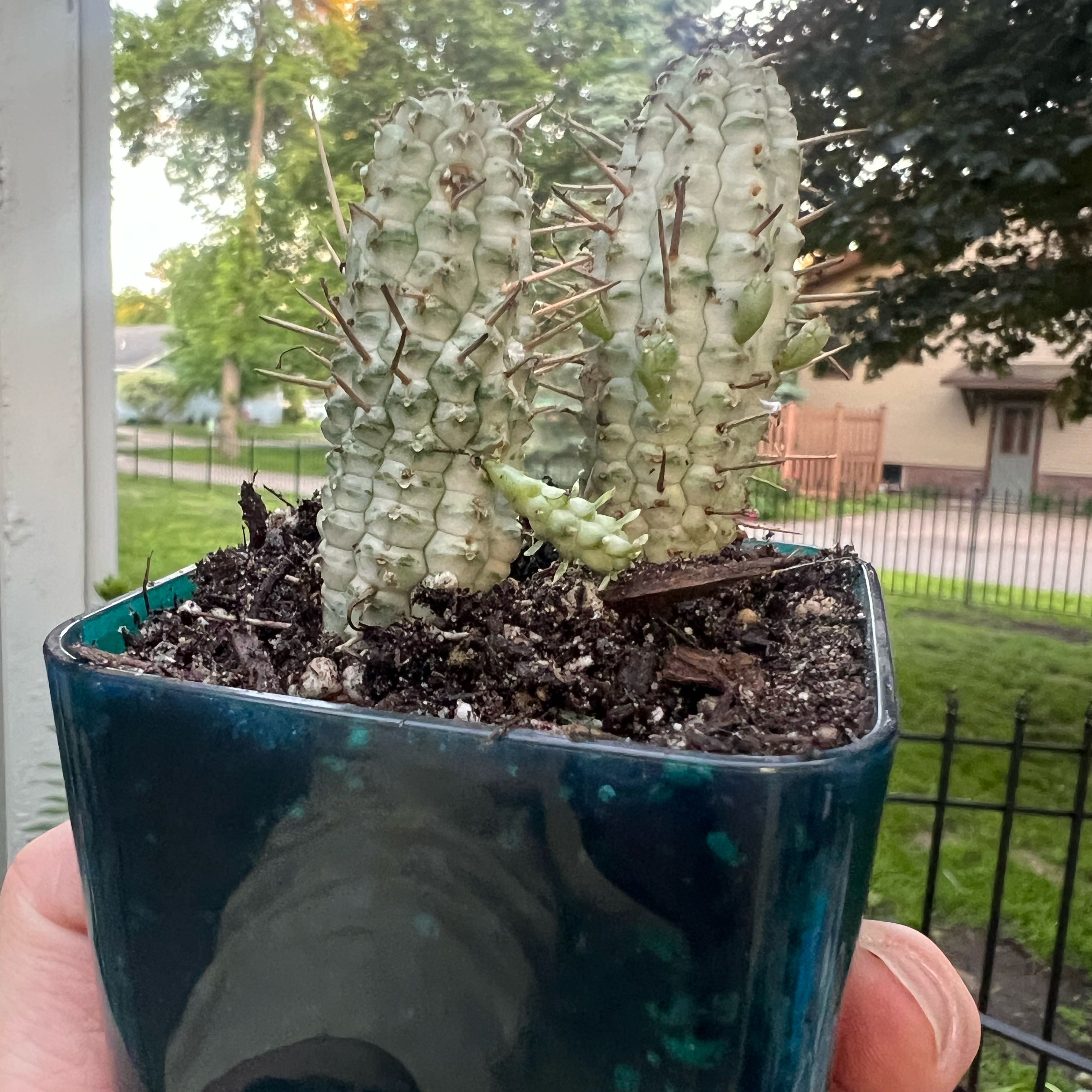 Photo of the plant species Variegated Corn Cob Cactus by @Iplayed6on6 named Homer on Greg, the plant care app