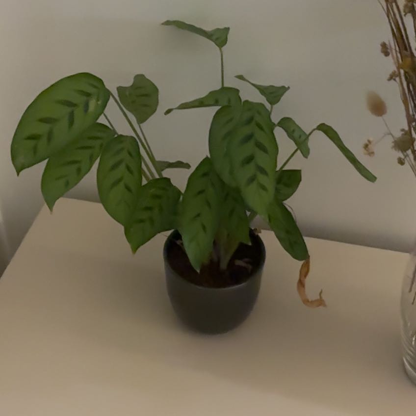 Photo of the plant species Calathea 'Zebra Plant' by @ShrewdKamahi named Doja Cat on Greg, the plant care app