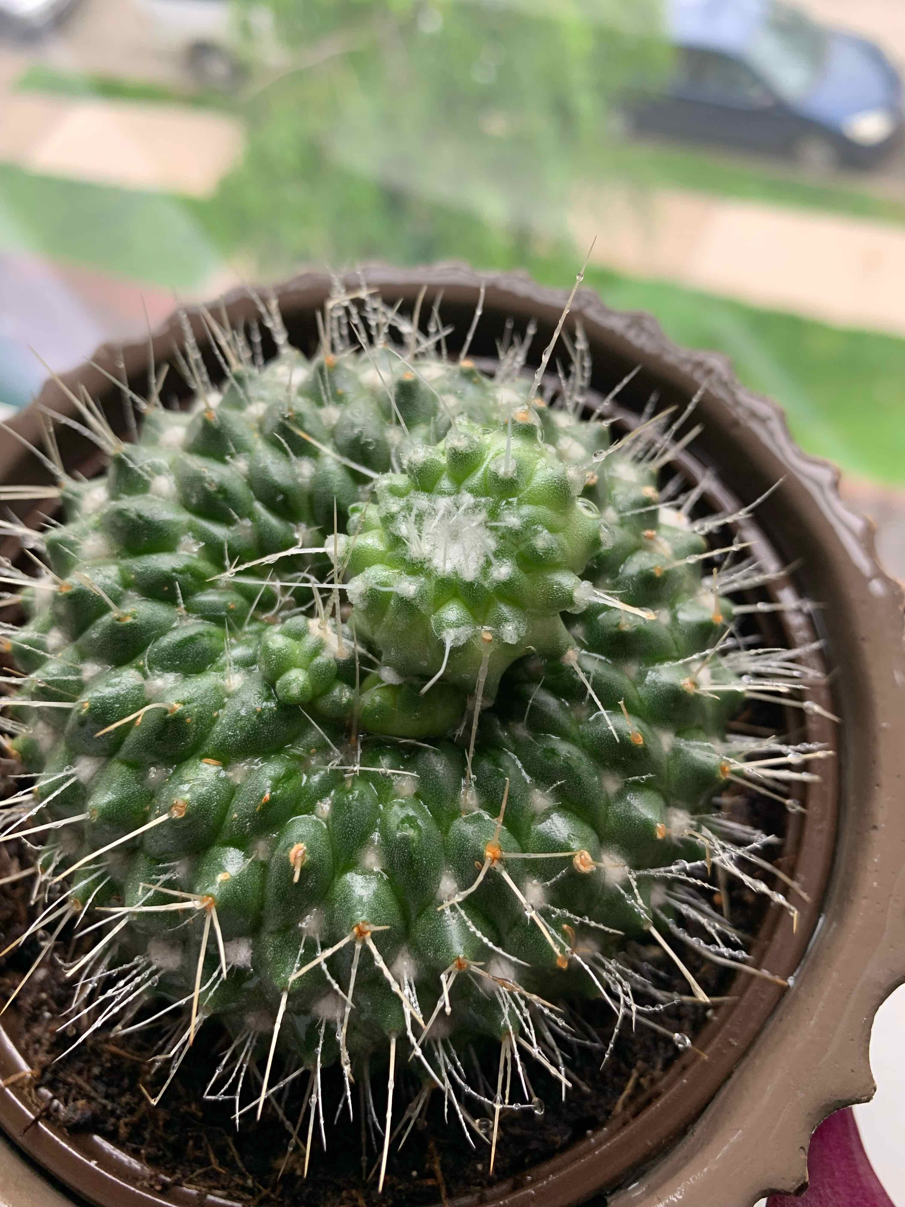 Image of a healthy Mexican Pincushion cactus in a pot with visible soil.