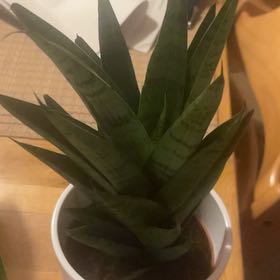 Photo of the plant species sanserveria cordova by @StarryLambsear named Sahara on Greg, the plant care app