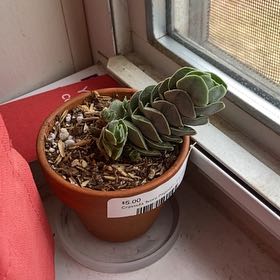 Photo of the plant species Crassula 'Ivory Pagoda' by @RadWoodnettle named Osmo on Greg, the plant care app